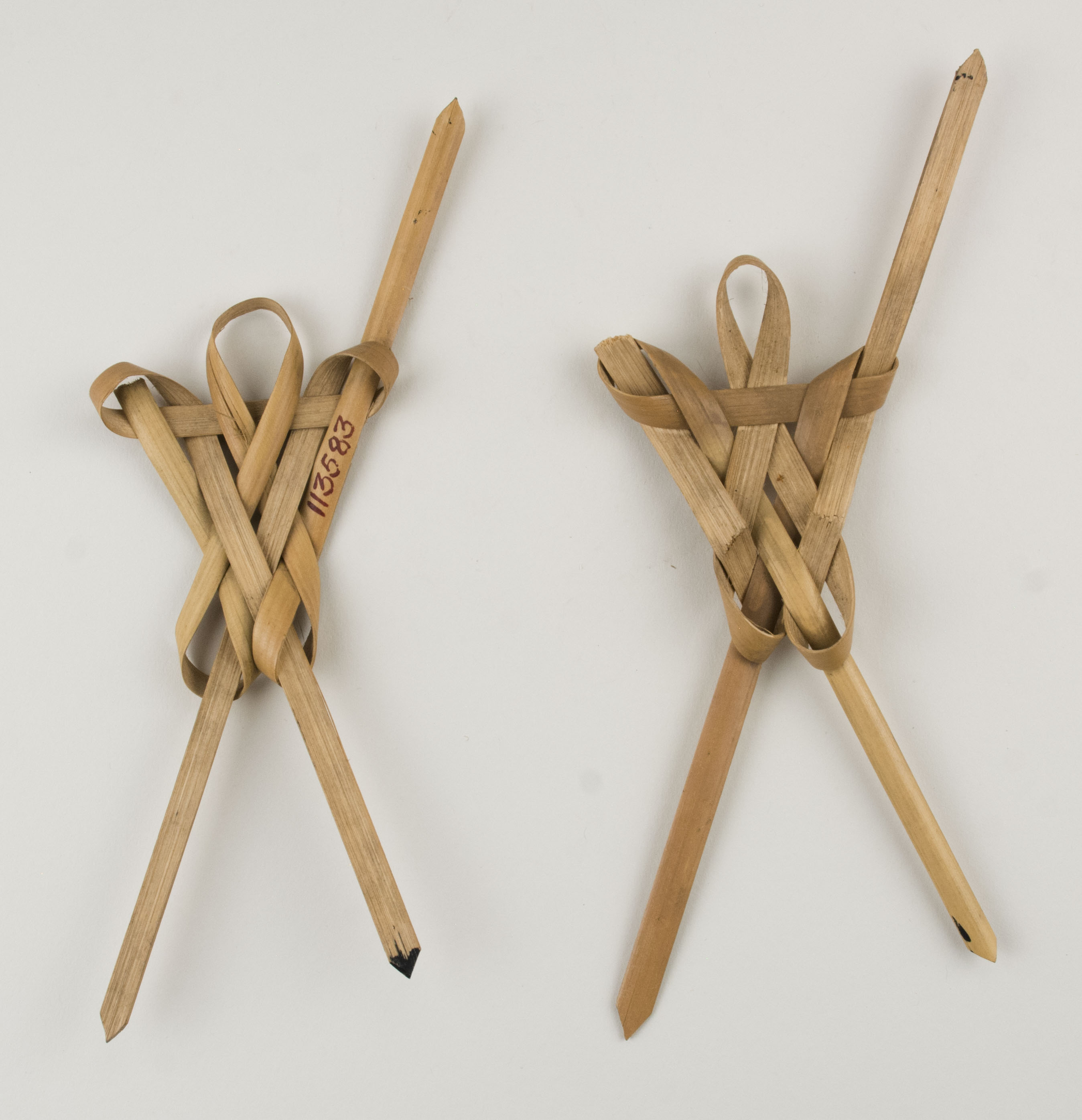 Top view without scale (c) Field Museum of Natural History - CC BY-NC 4.0