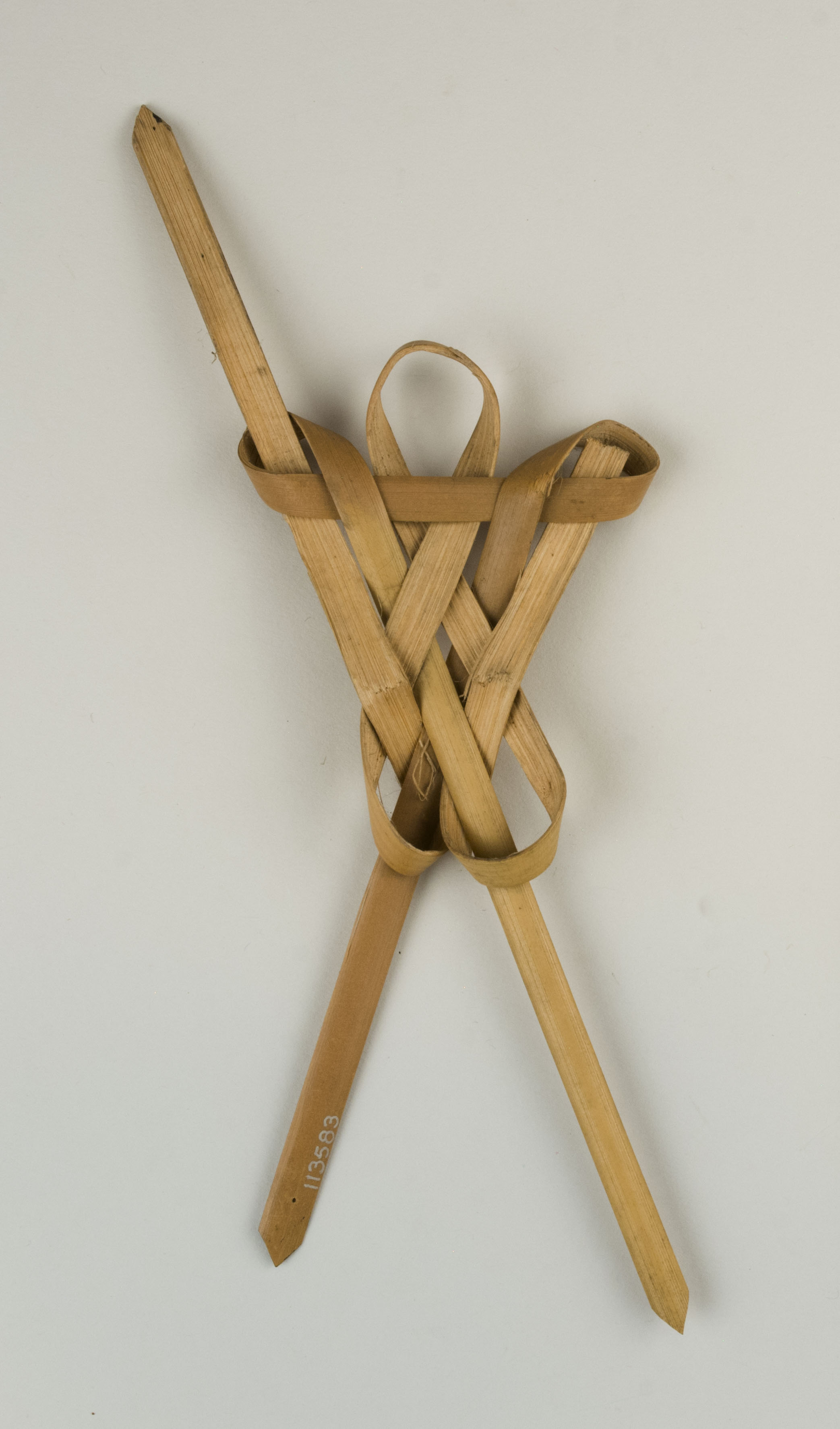 Top view without scale (c) Field Museum of Natural History - CC BY-NC 4.0