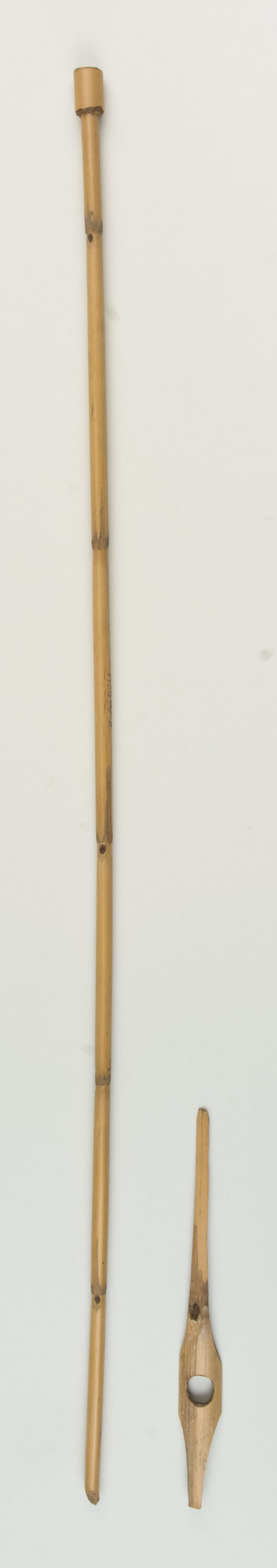 Top view without scale (c) Field Museum of Natural History - CC BY-NC 4.0