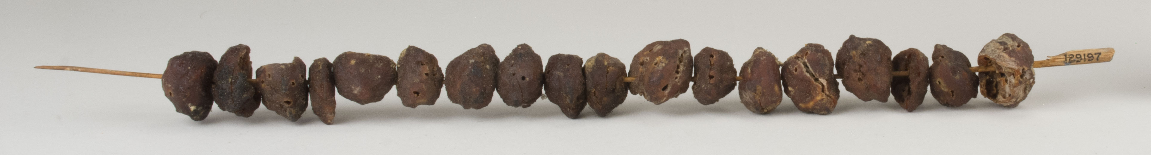 Front view without scale (c) Field Museum of Natural History - CC BY-NC 4.0