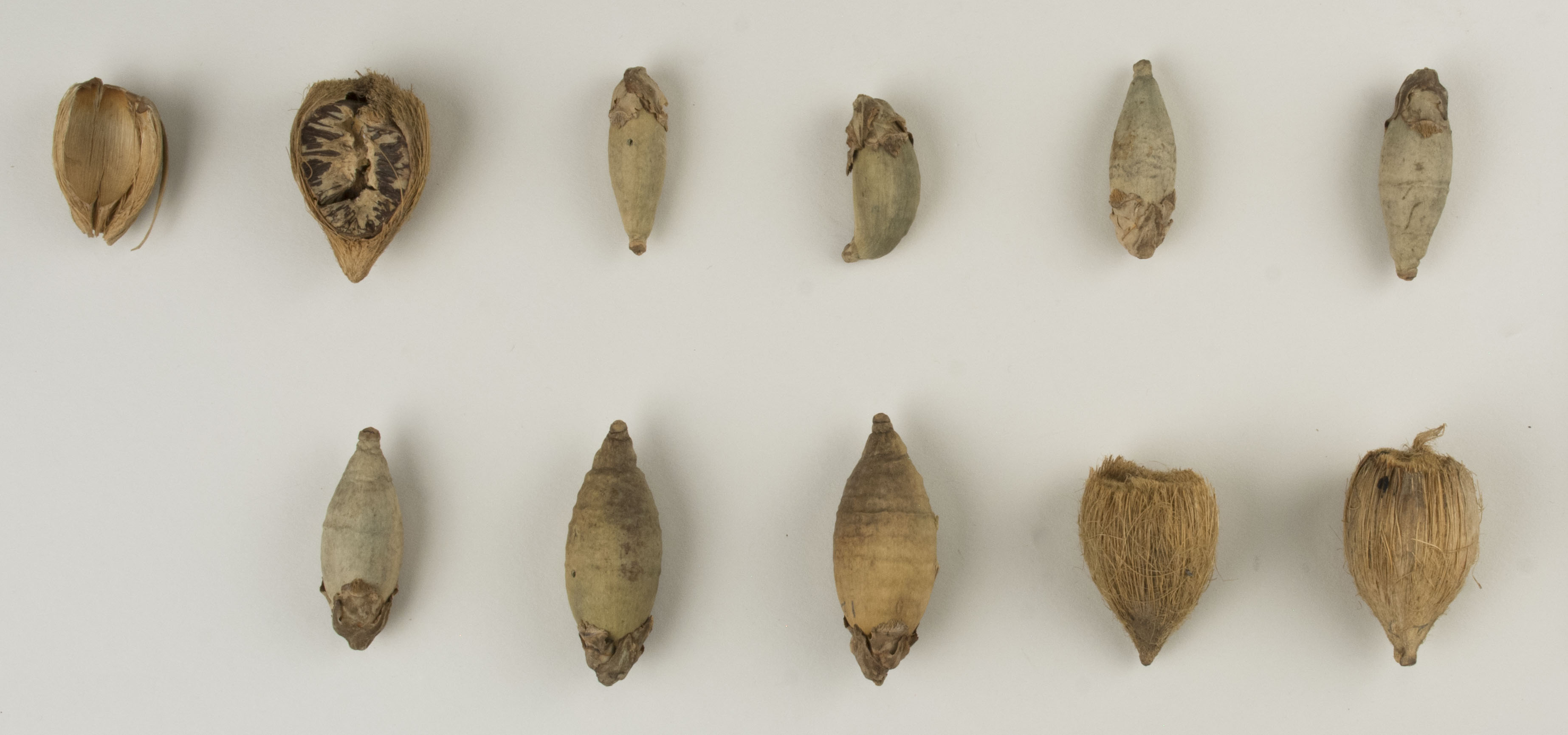 Top view without scale (c) Field Museum of Natural History - CC BY-NC 4.0