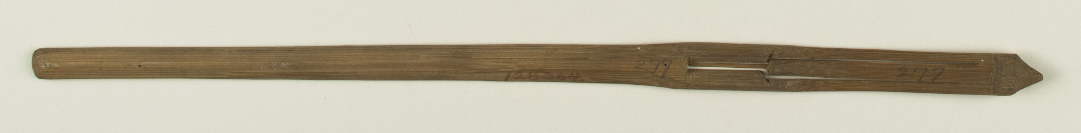 Top view without scale (c) Field Museum of Natural History - CC BY-NC 4.0