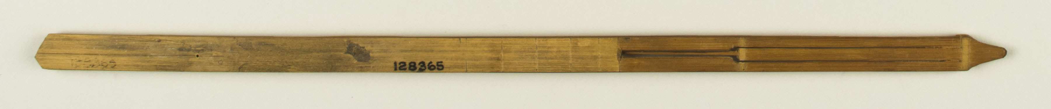 Top view without scale (c) Field Museum of Natural History - CC BY-NC 4.0