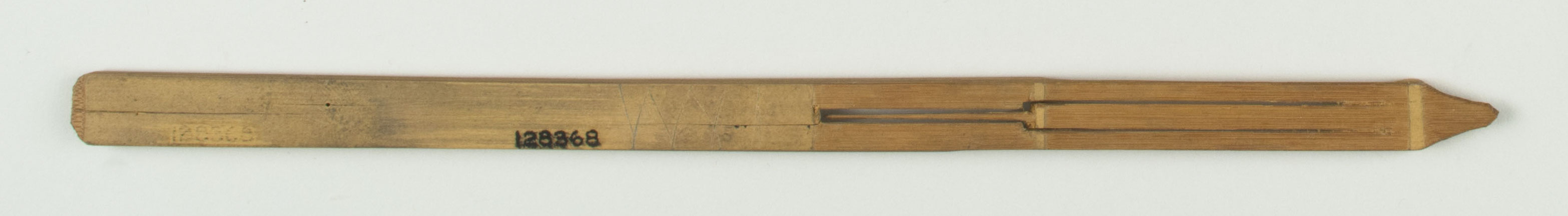 Top view without scale (c) Field Museum of Natural History - CC BY-NC 4.0