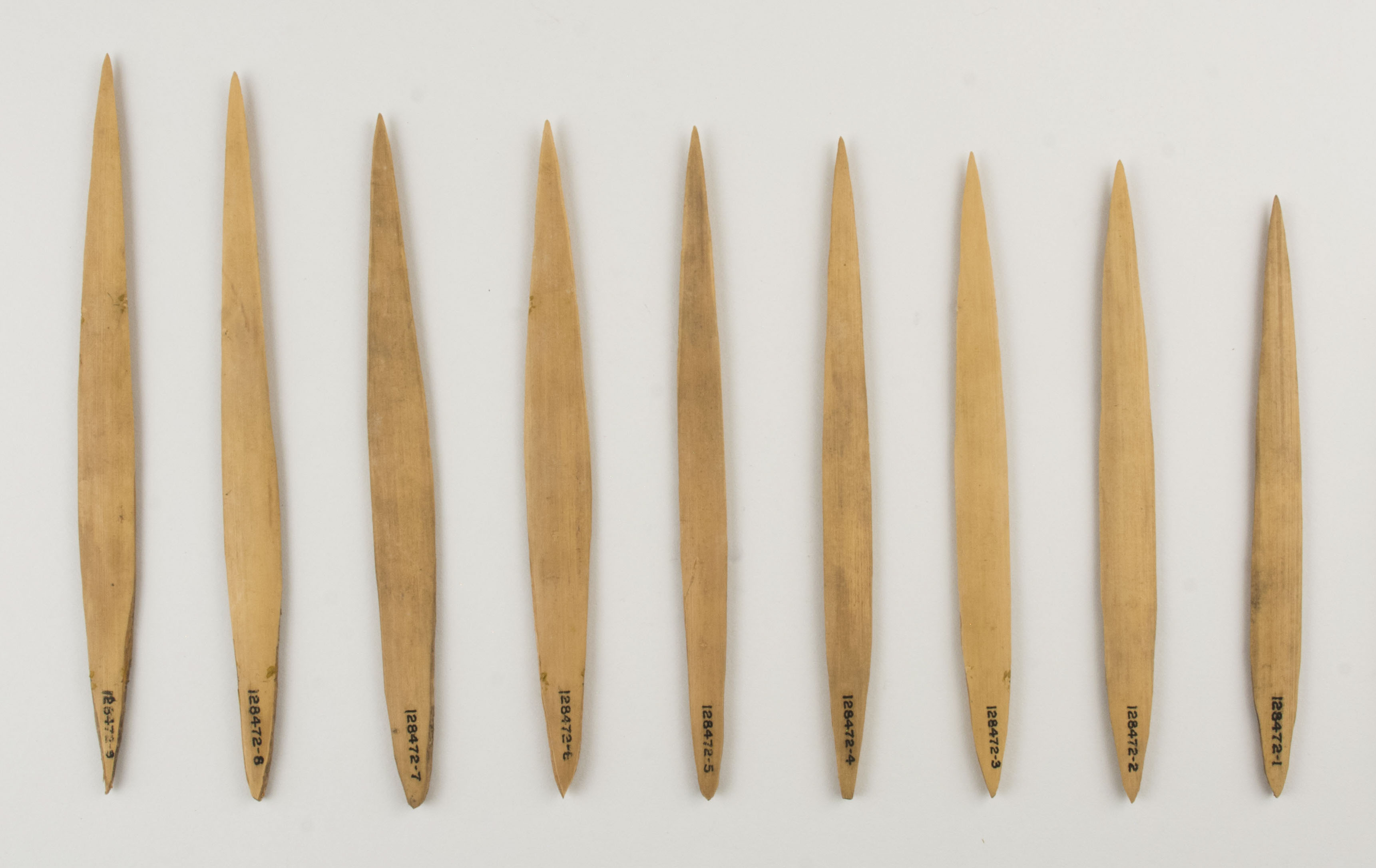 Top view without scale (c) Field Museum of Natural History - CC BY-NC 4.0