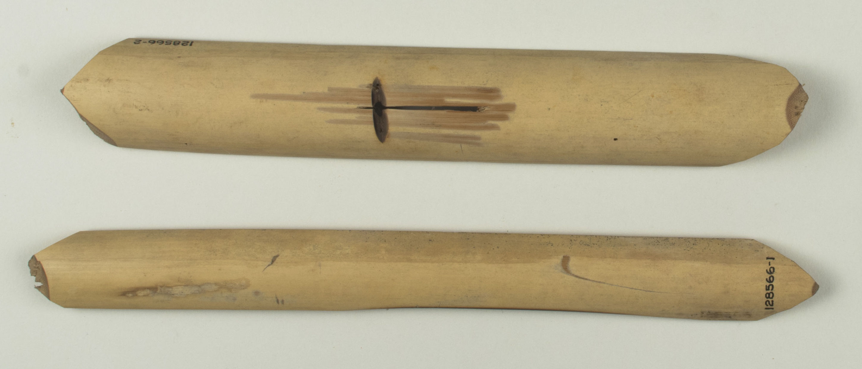 Top view without scale (c) Field Museum of Natural History - CC BY-NC 4.0