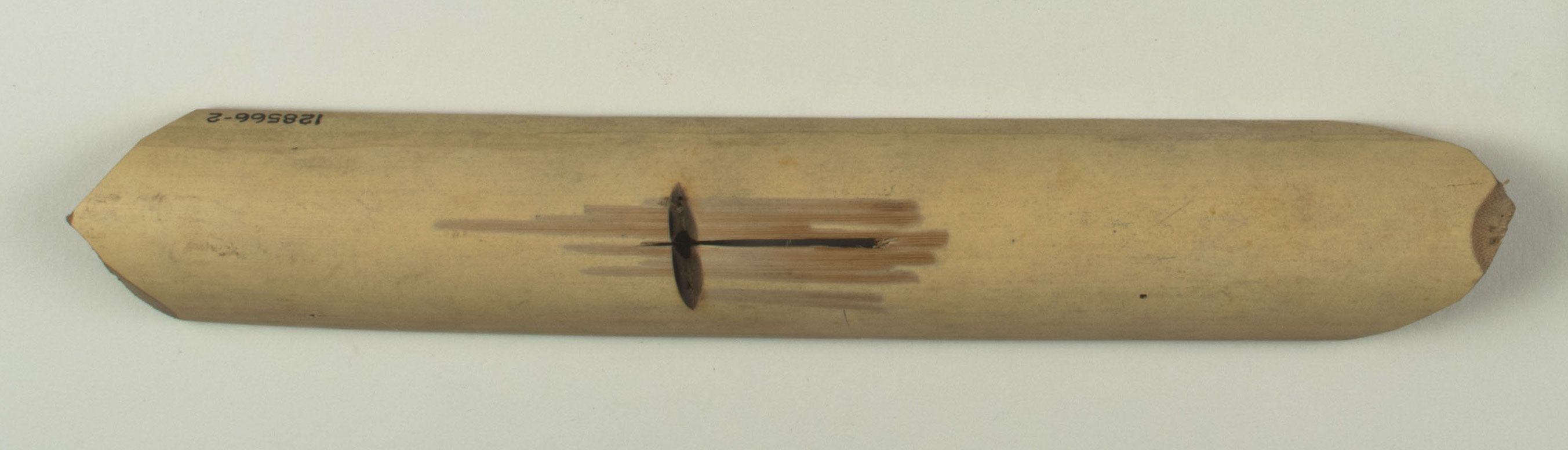 Top view without scale (c) Field Museum of Natural History - CC BY-NC 4.0