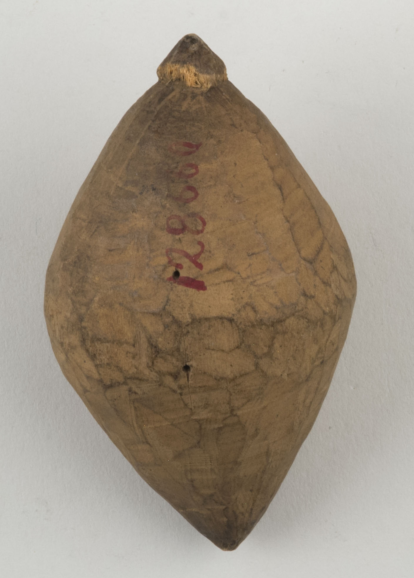 Top view without scale (c) Field Museum of Natural History - CC BY-NC 4.0