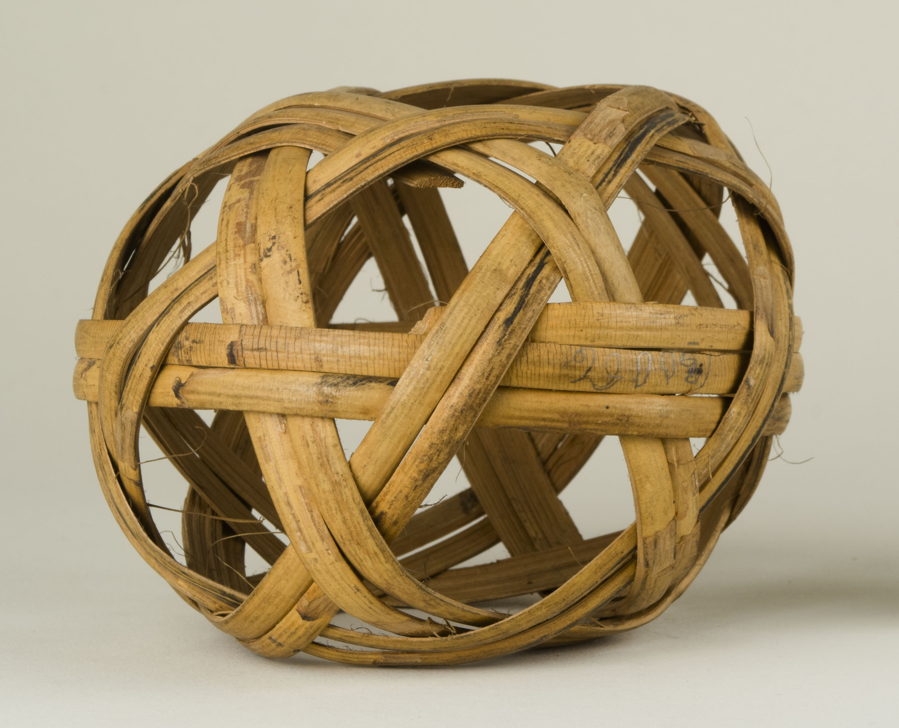 Front view without scale (c) Field Museum of Natural History - CC BY-NC 4.0