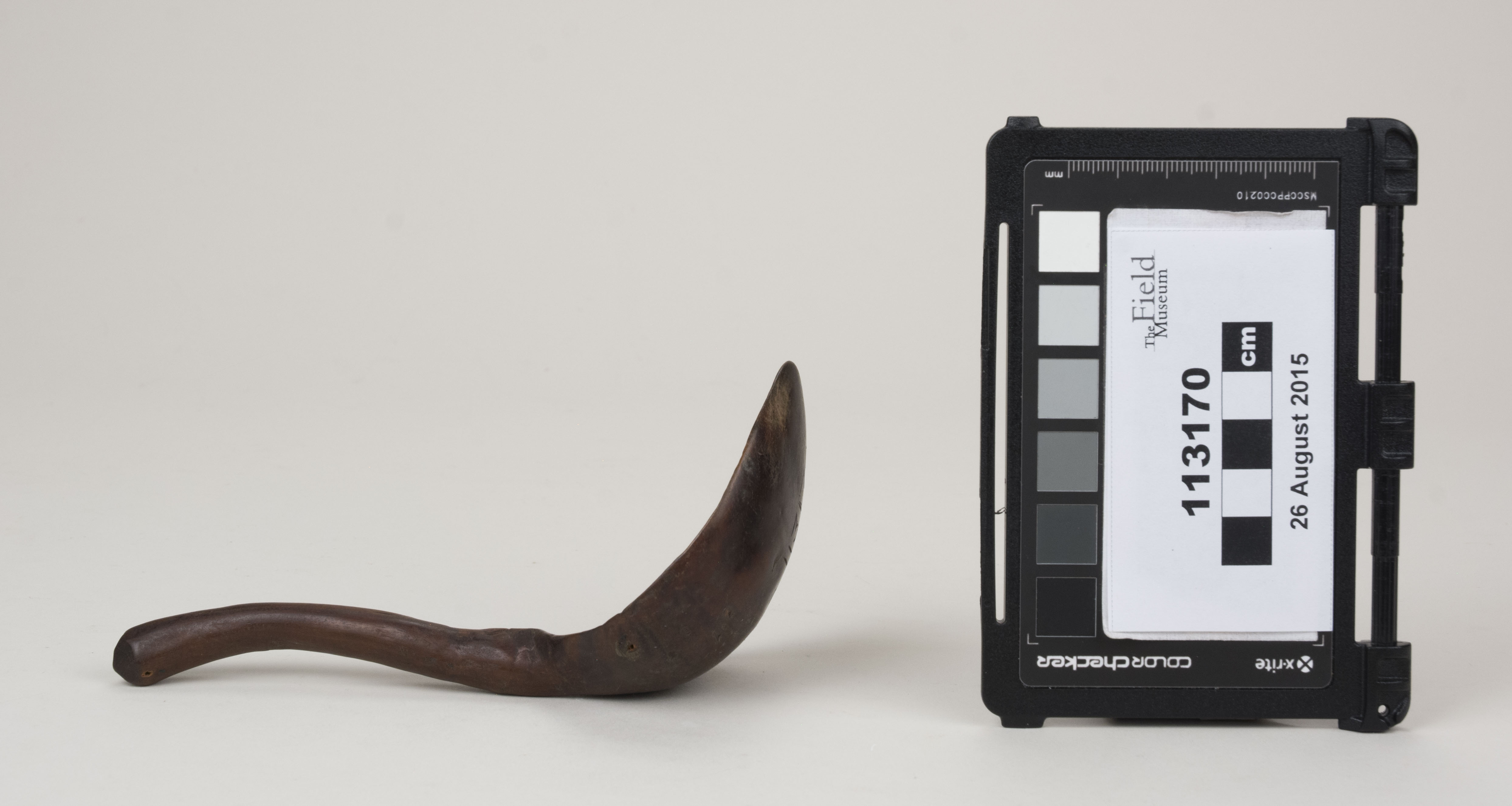 reference image, side view (c) Field Museum of Natural History - CC BY-NC 4.0