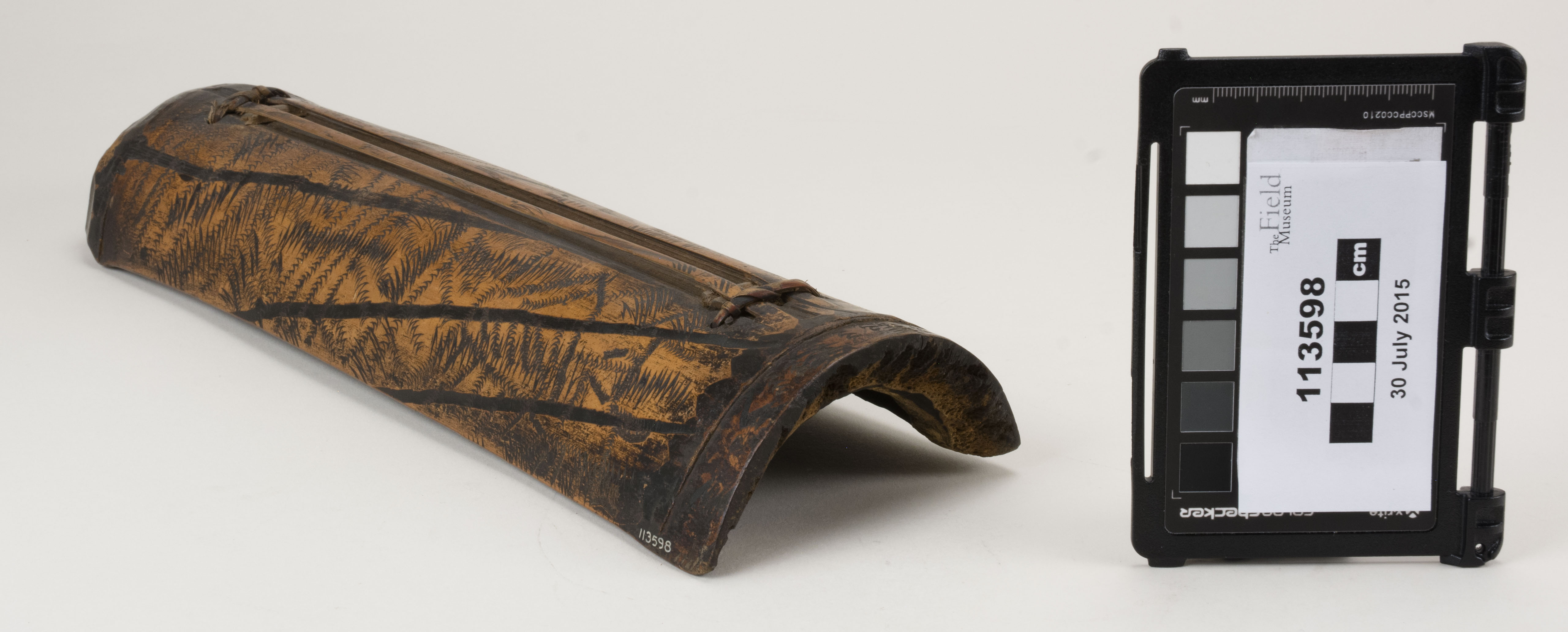 Side view (c) Field Museum of Natural History - CC BY-NC 4.0