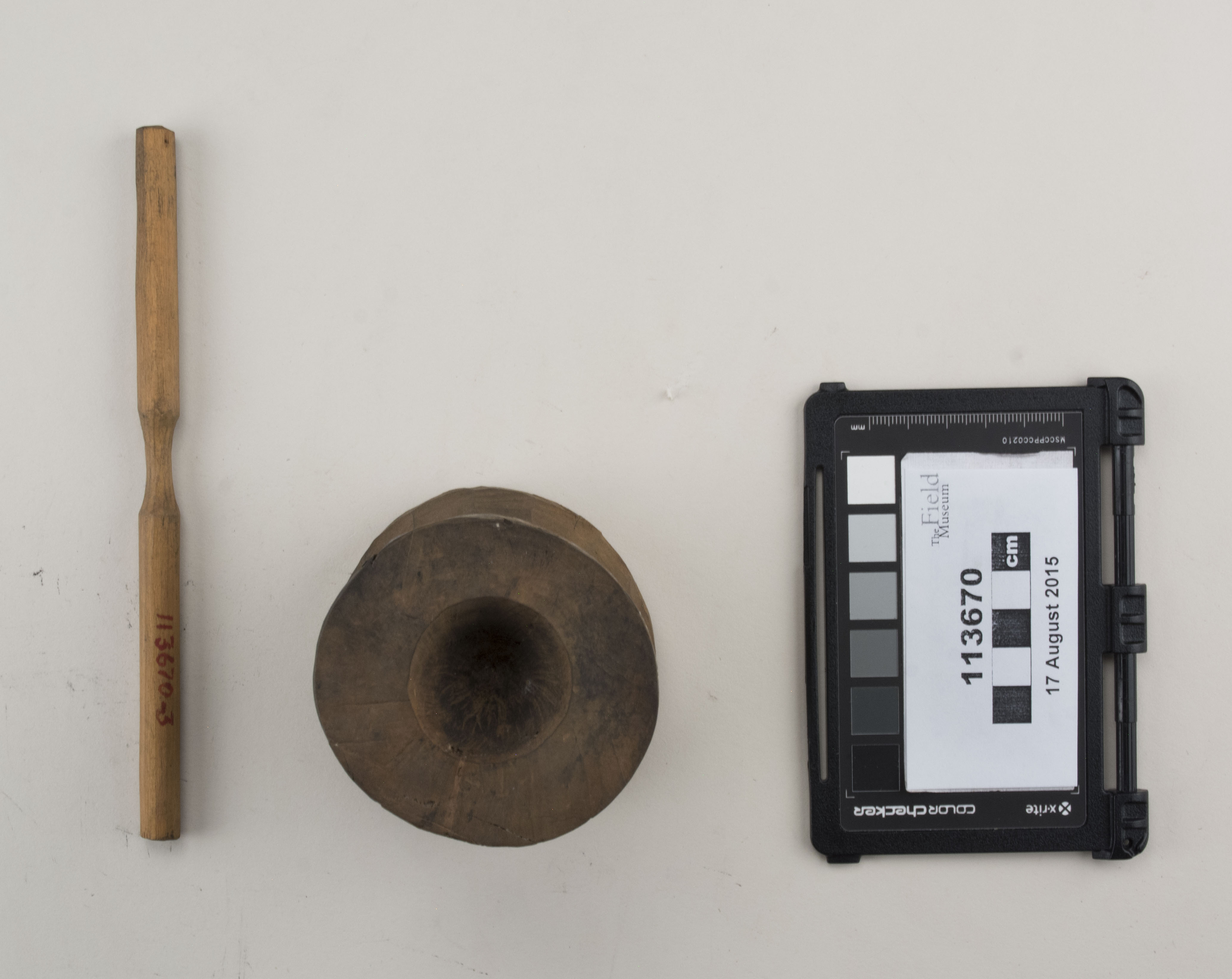 Top view (c) Field Museum of Natural History - CC BY-NC 4.0