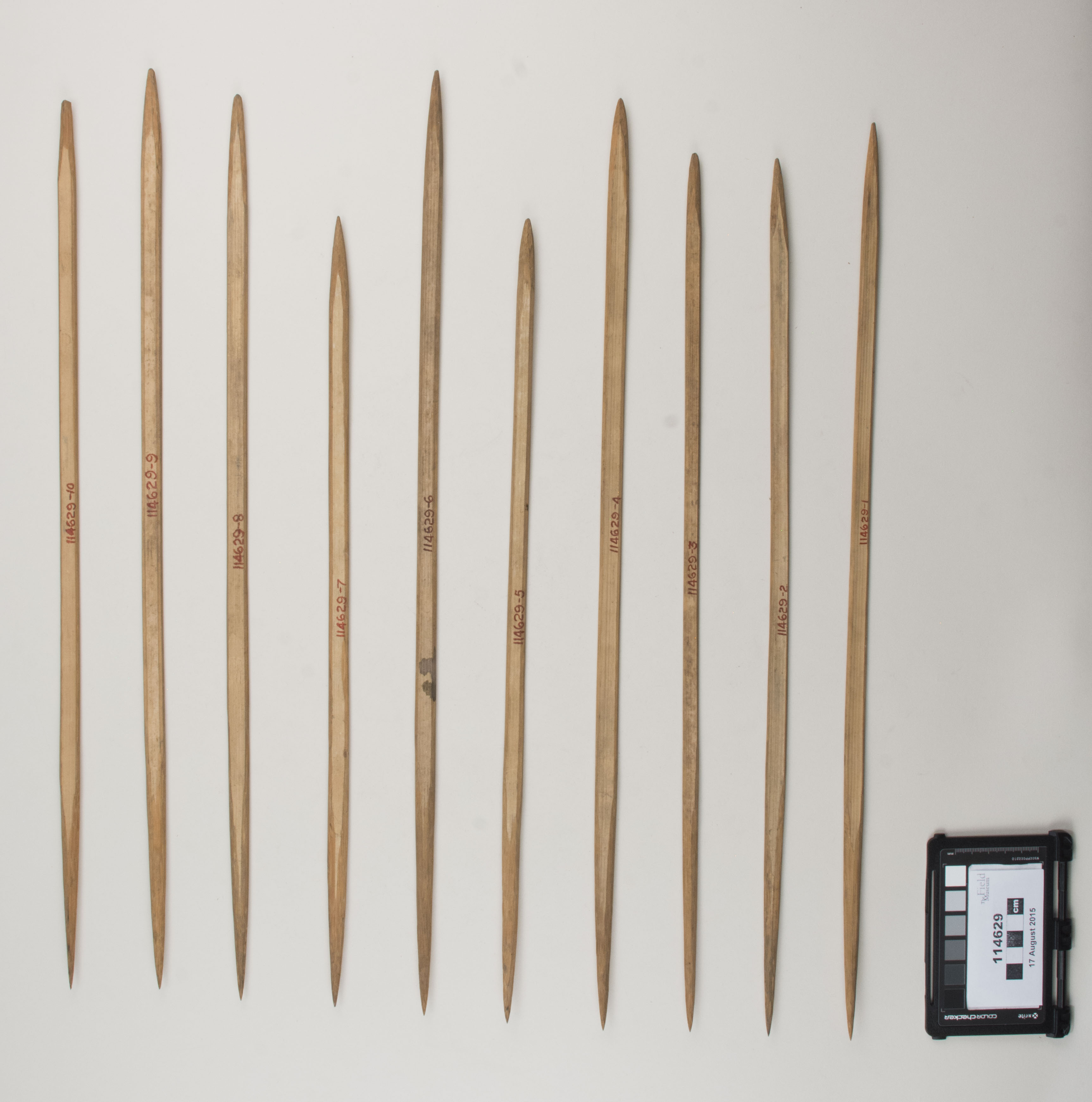 Top view (c) Field Museum of Natural History - CC BY-NC 4.0