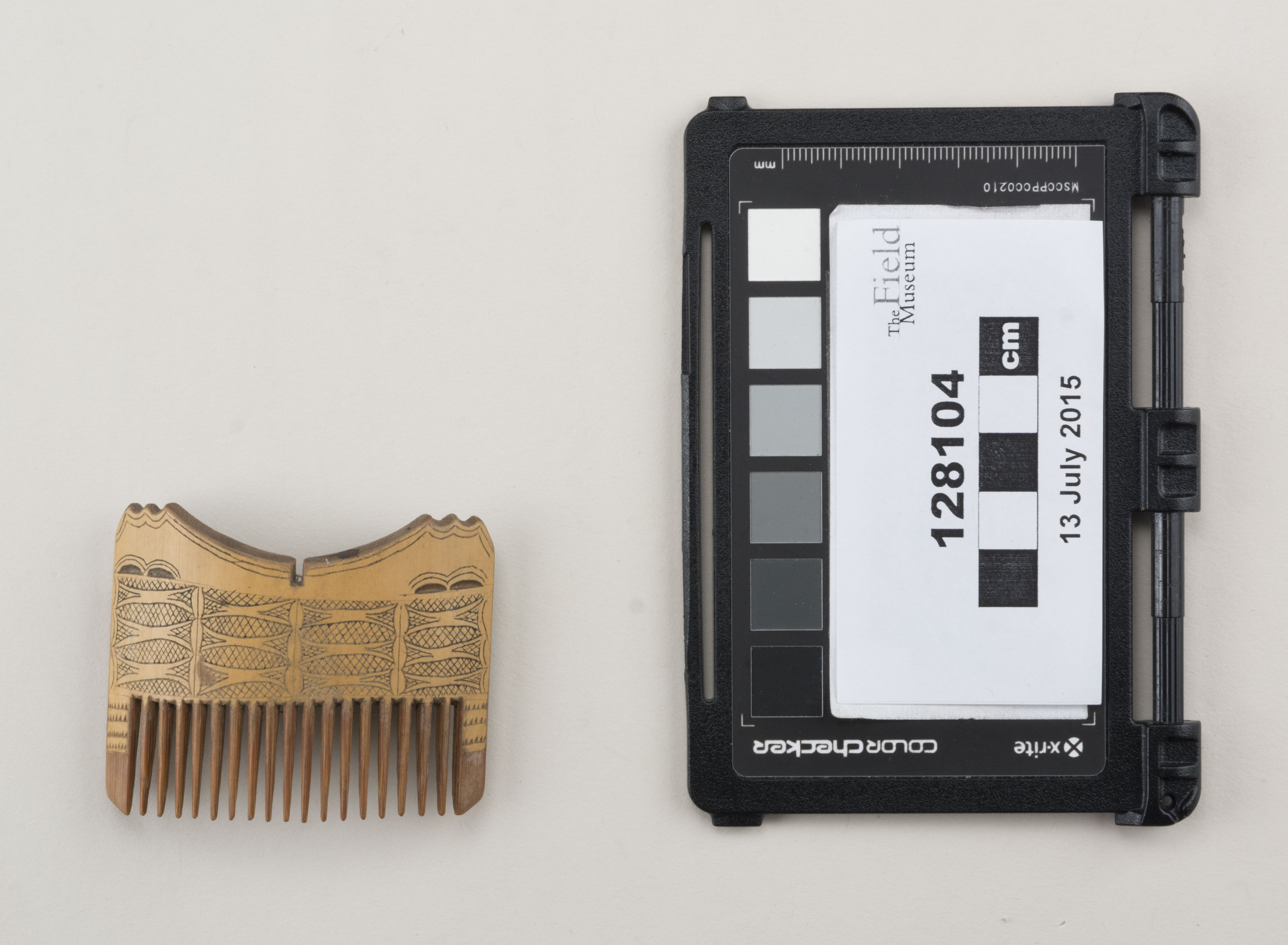 Top view (c) Field Museum of Natural History - CC BY-NC 4.0