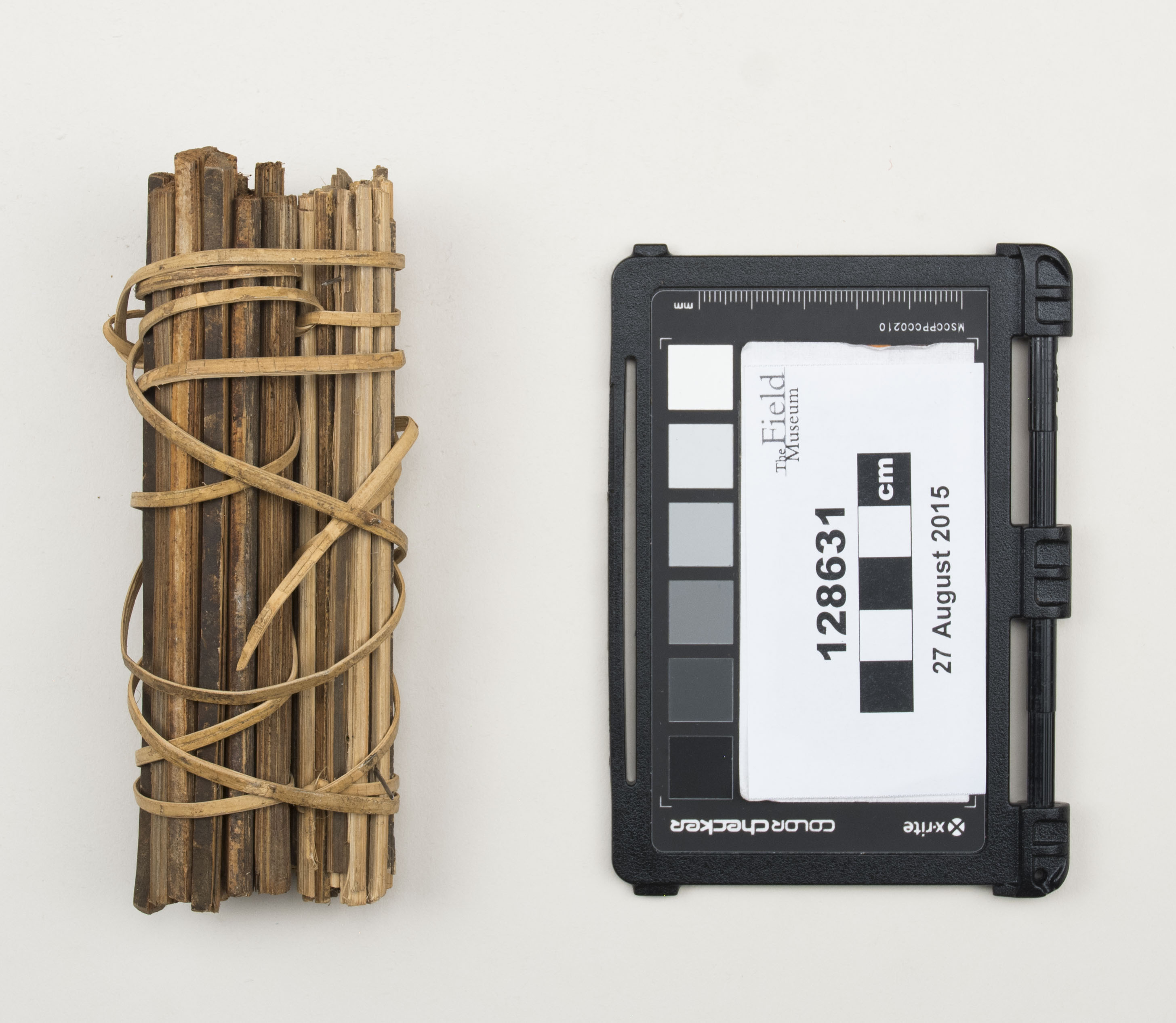 Top view (c) Field Museum of Natural History - CC BY-NC 4.0