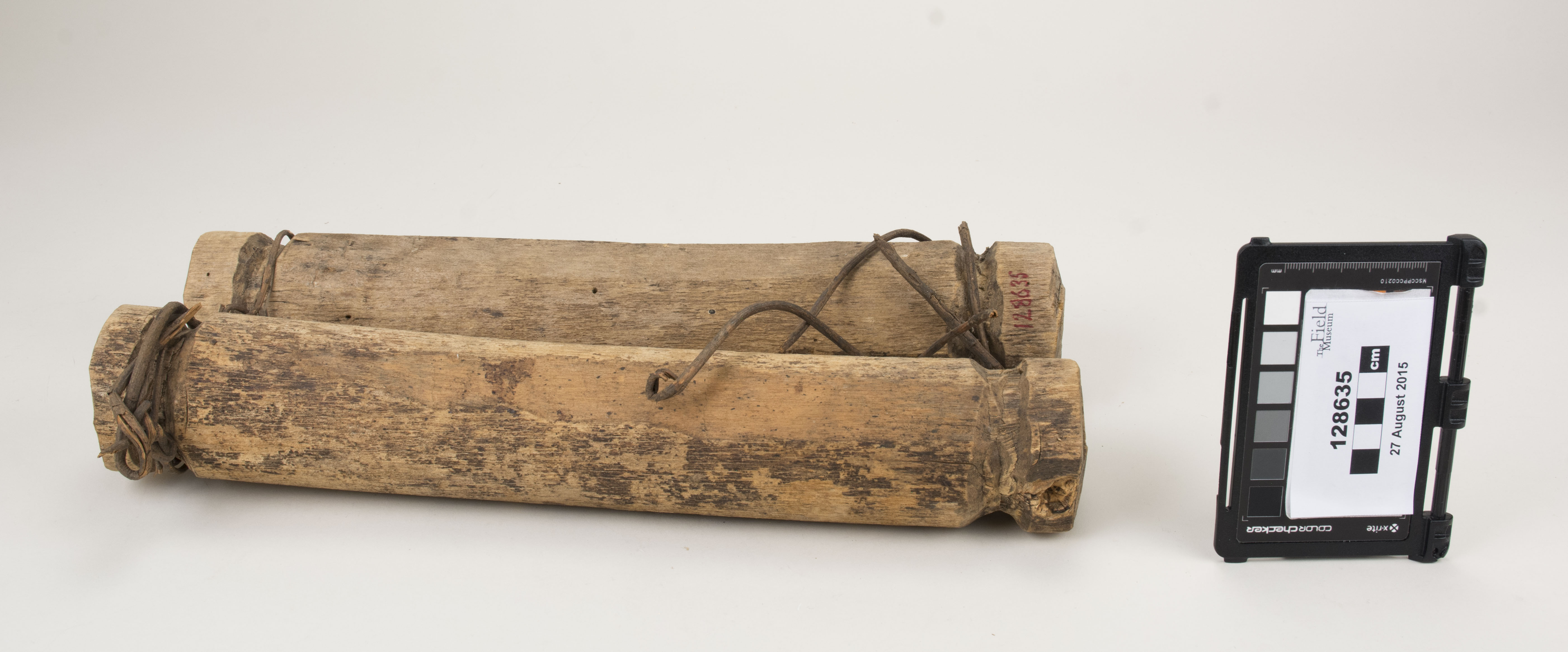 Front view (c) Field Museum of Natural History - CC BY-NC 4.0