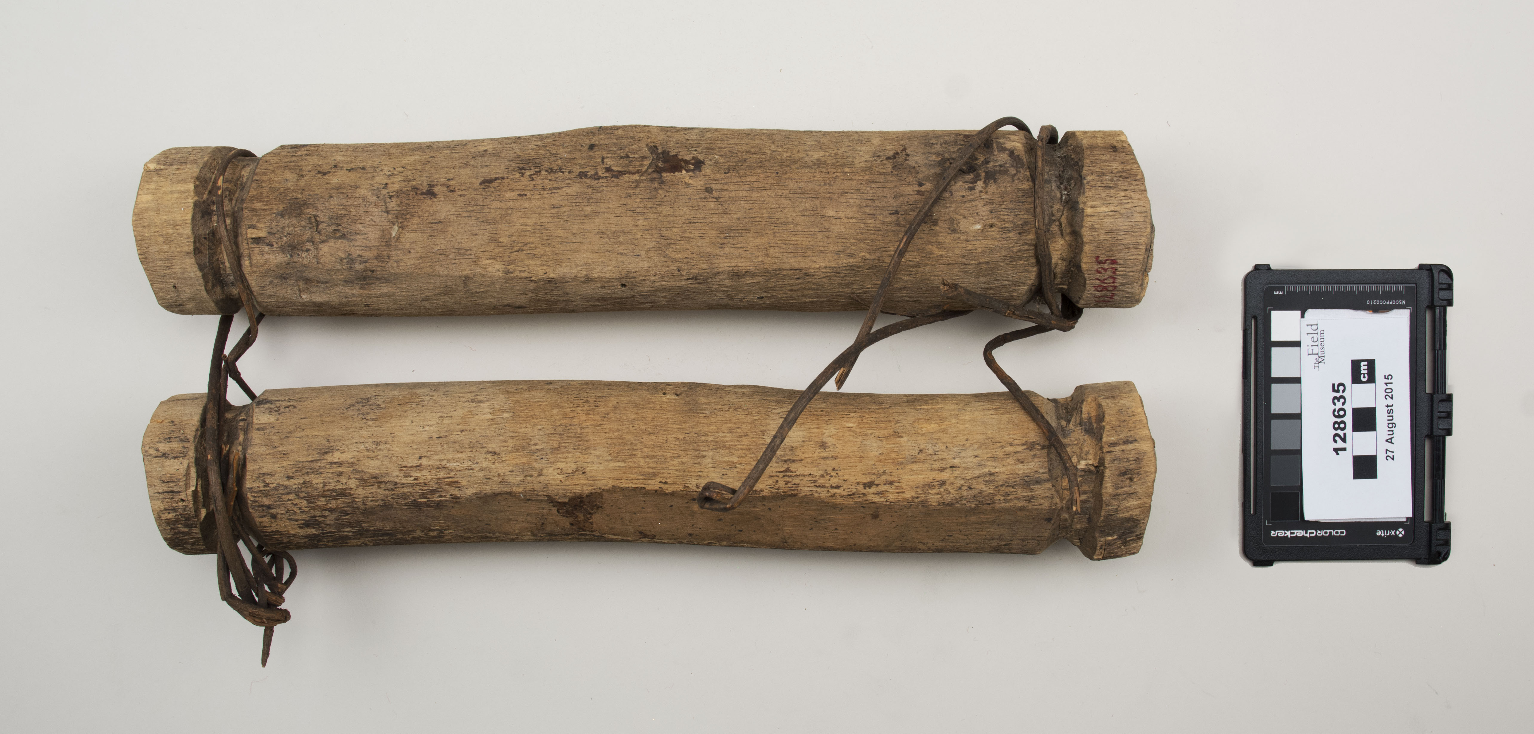 Top view (c) Field Museum of Natural History - CC BY-NC 4.0