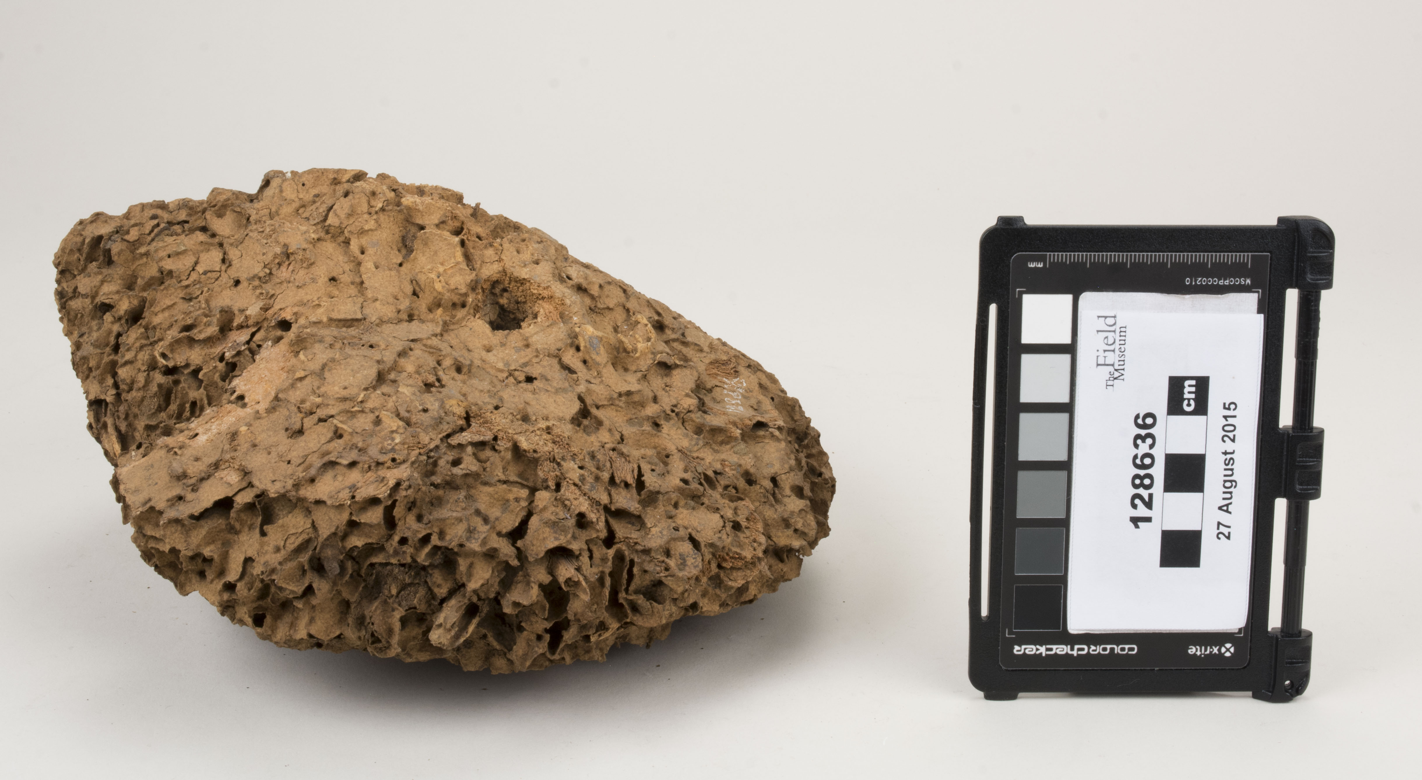 Front view (c) Field Museum of Natural History - CC BY-NC 4.0