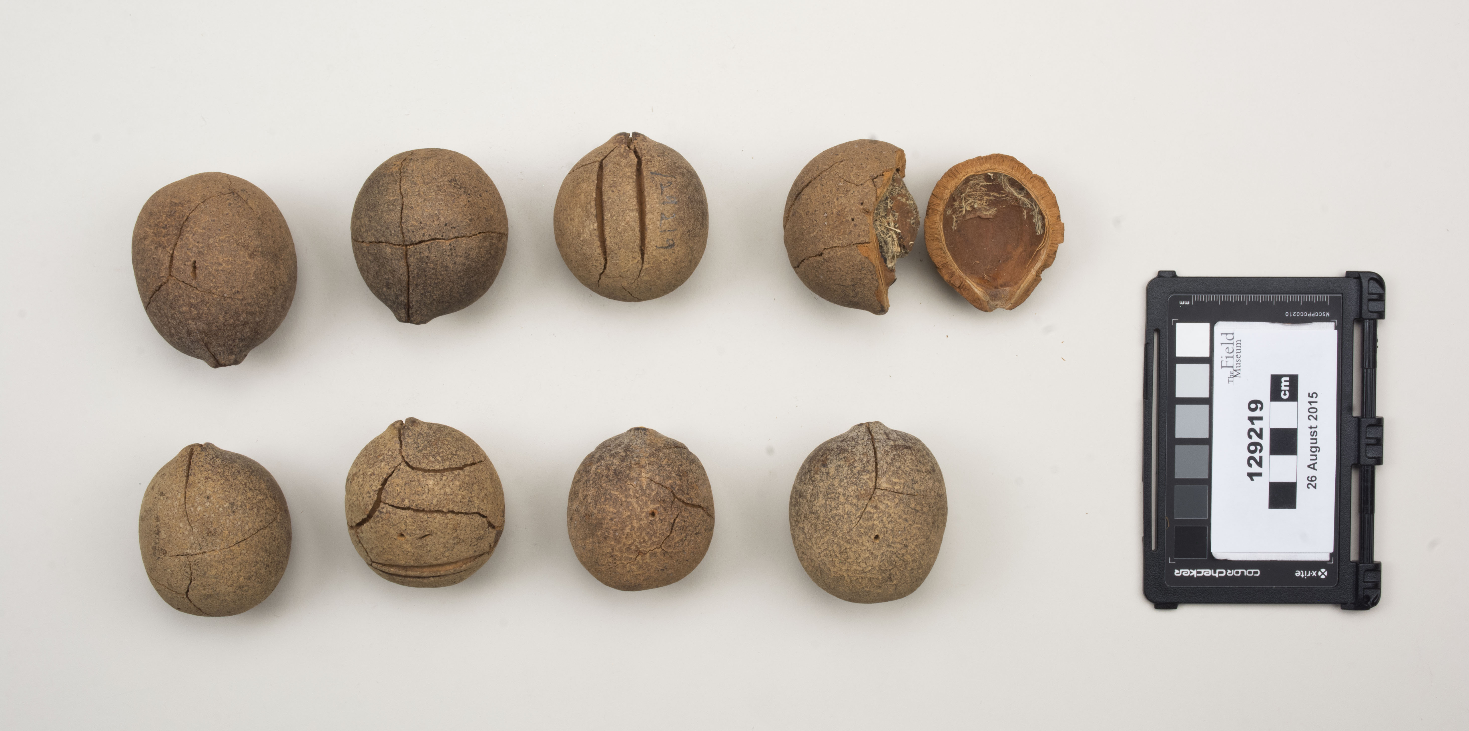 Top view (c) Field Museum of Natural History - CC BY-NC 4.0