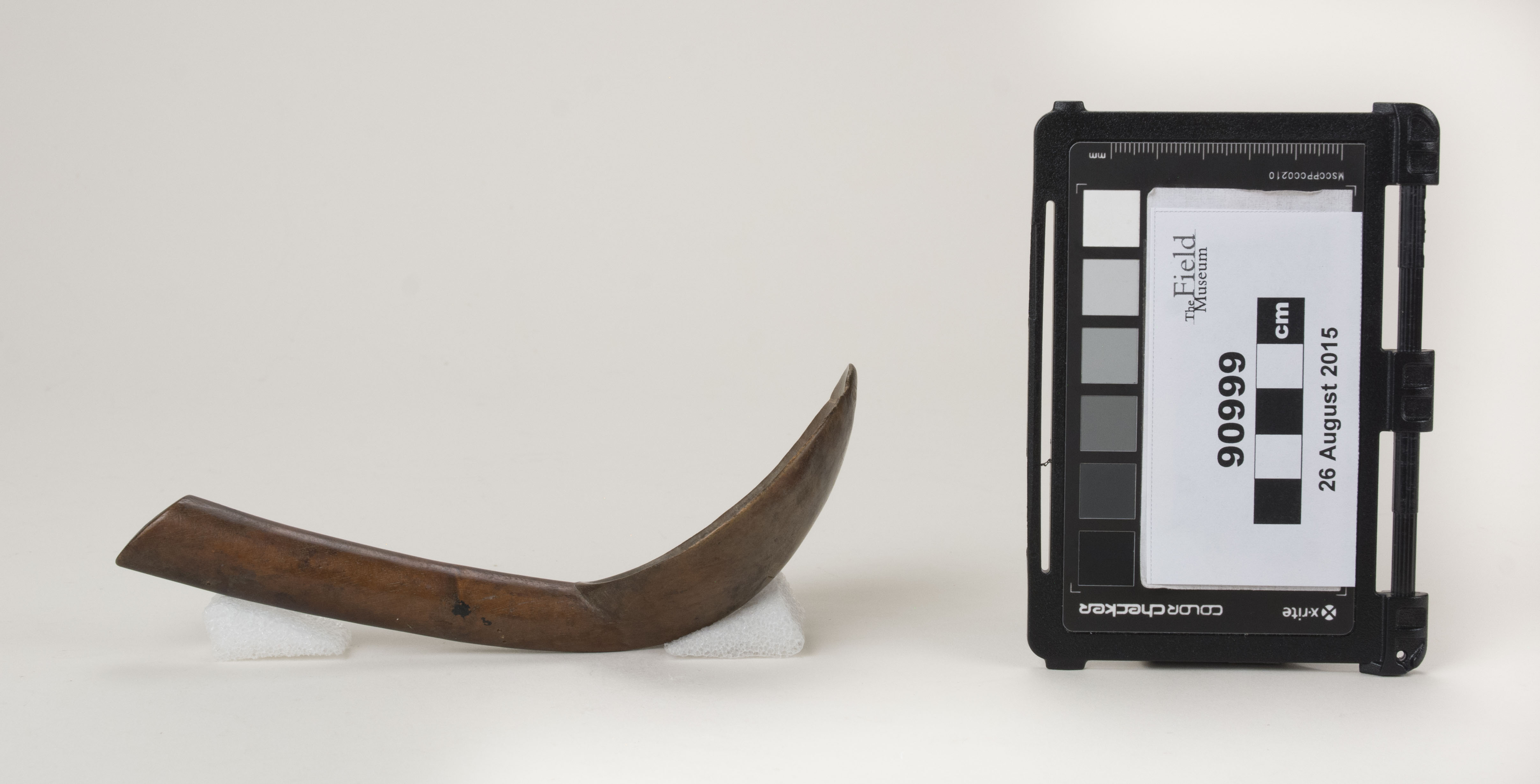 Side view (c) Field Museum of Natural History - CC BY-NC 4.0