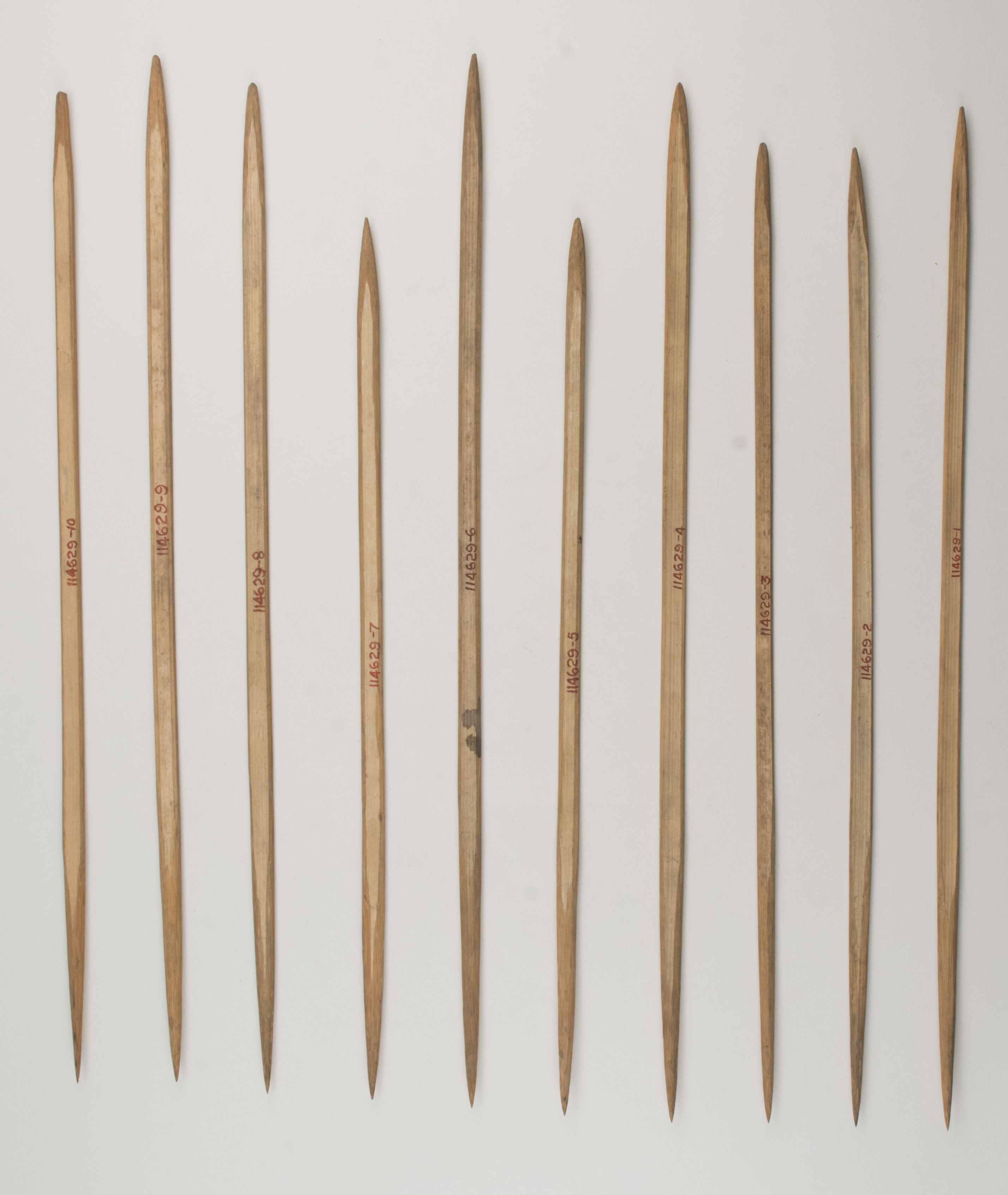 Top view without scale (c) Field Museum of Natural History - CC BY-NC 4.0