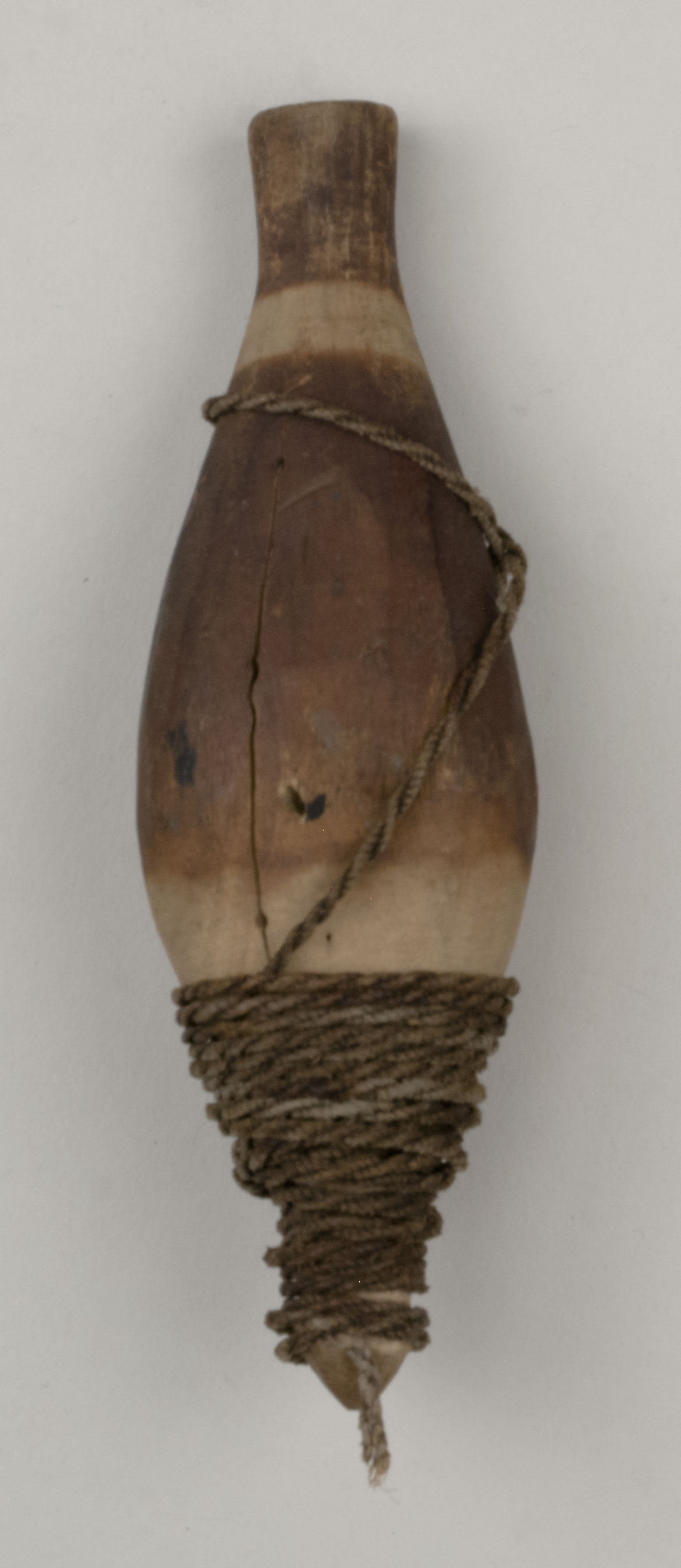 Top view without scale (c) Field Museum of Natural History - CC BY-NC 4.0