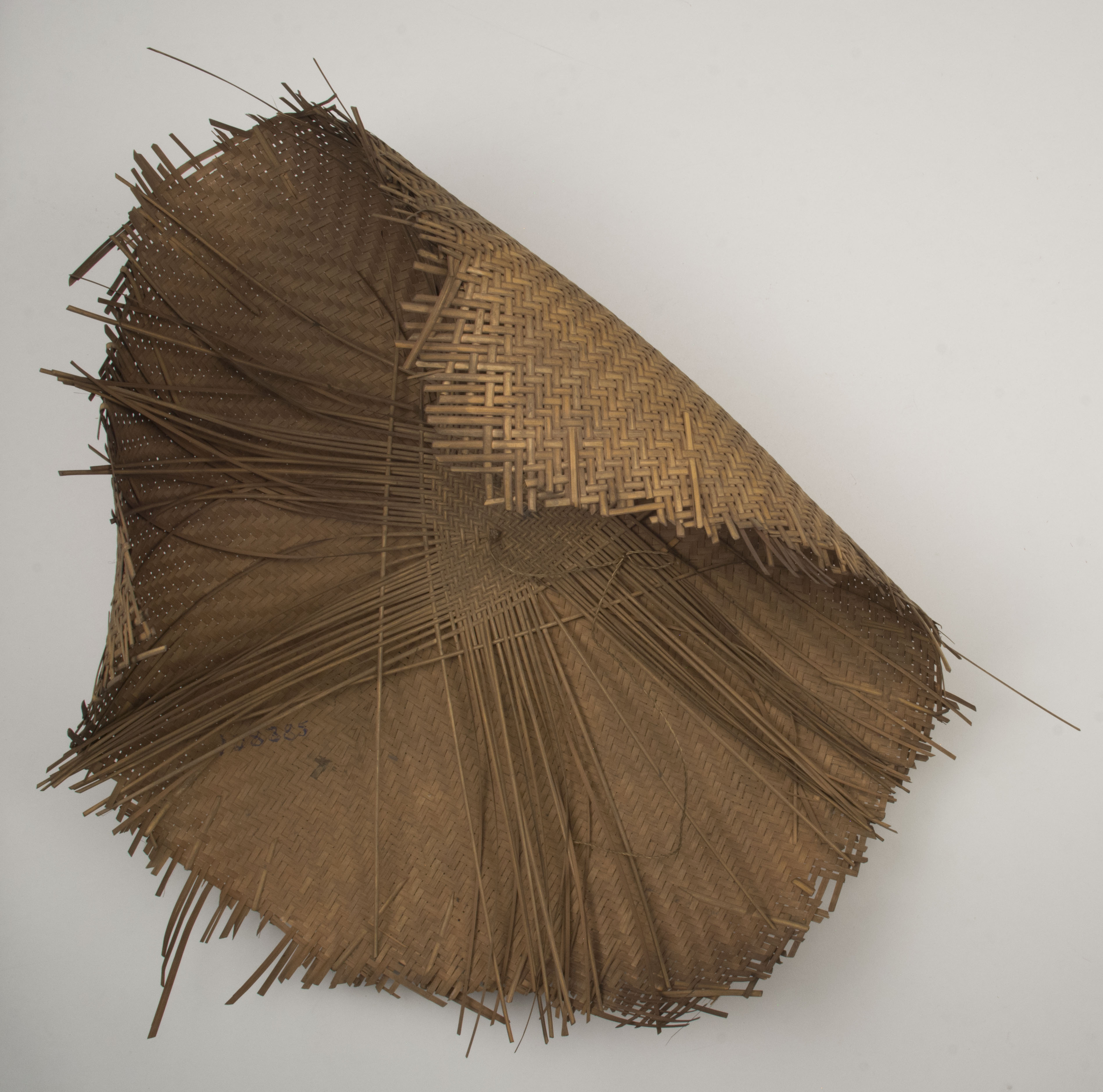 Top view without scale (c) Field Museum of Natural History - CC BY-NC 4.0