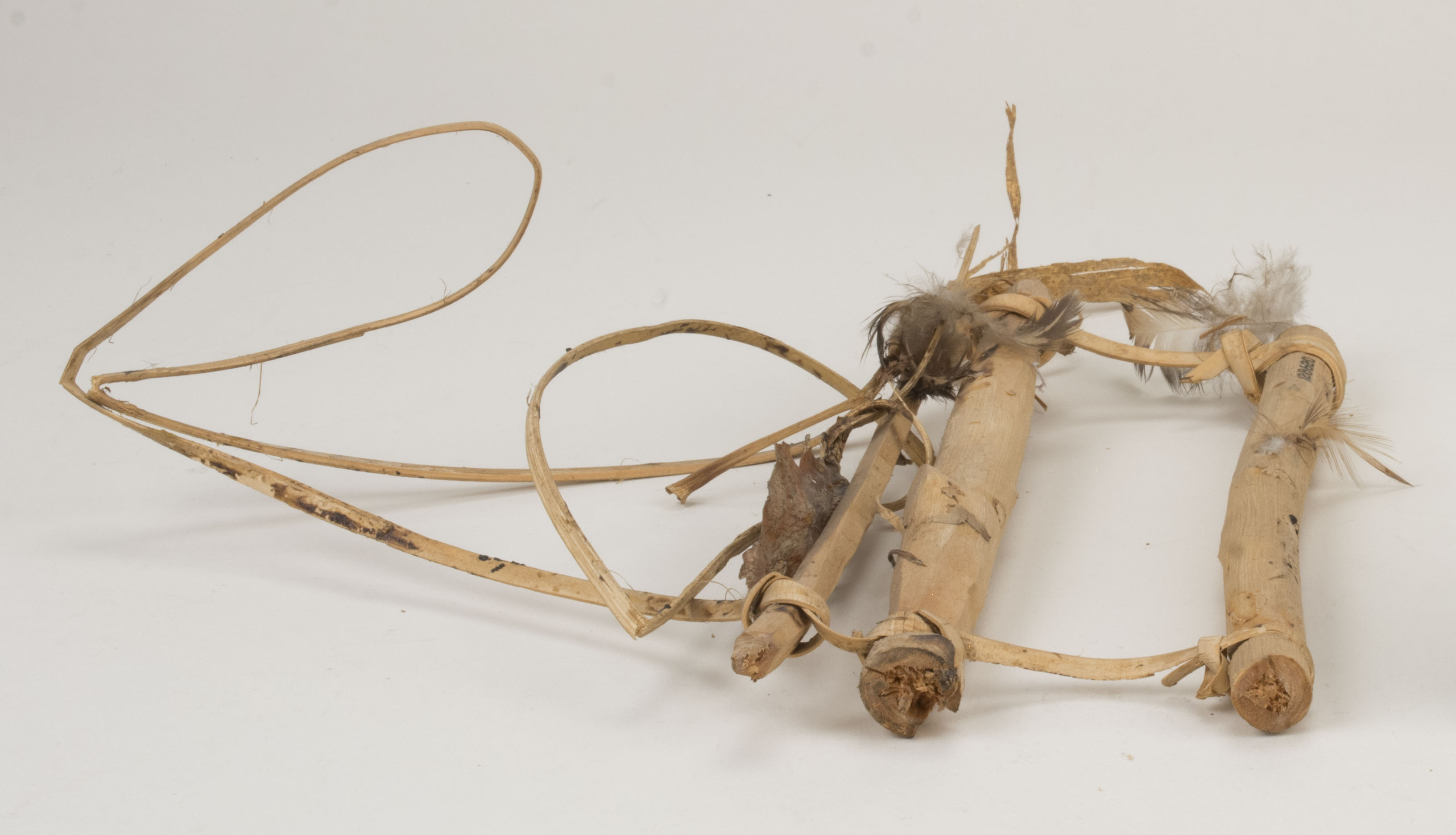 Front view without scale (c) Field Museum of Natural History - CC BY-NC 4.0