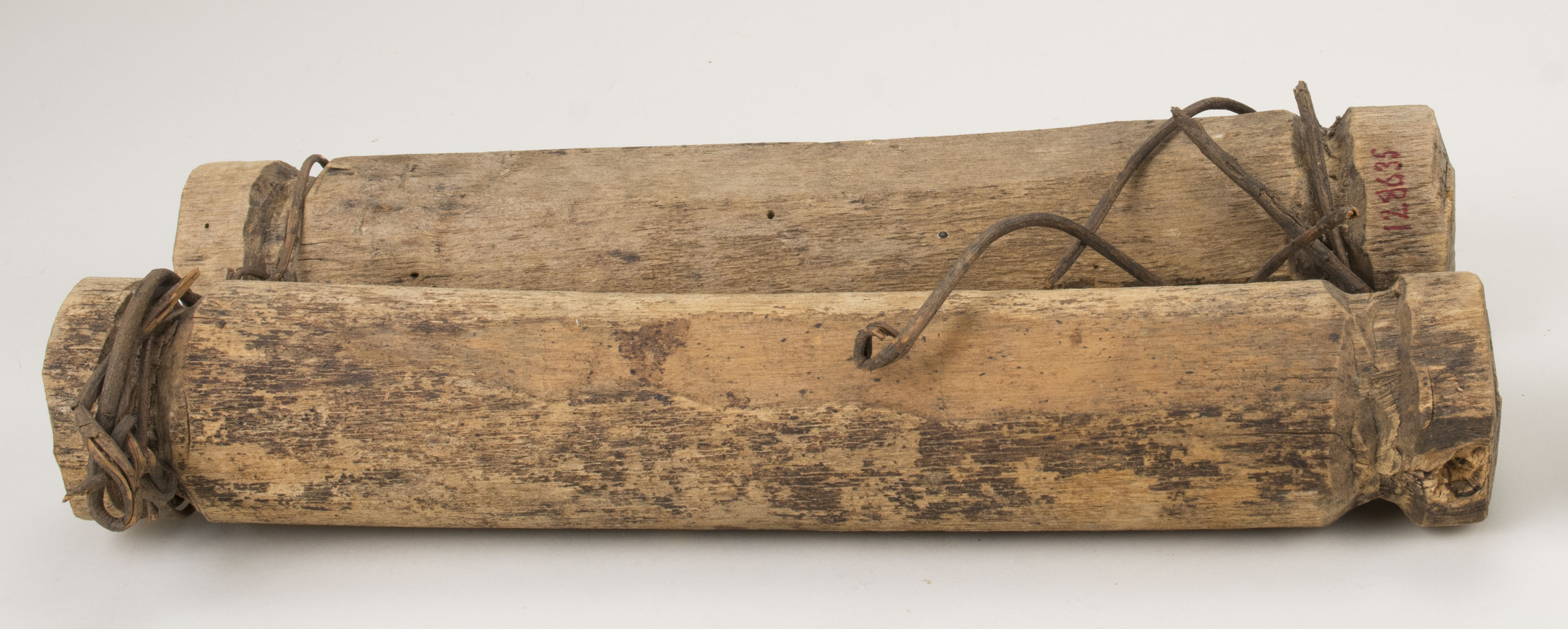 Front view without scale (c) Field Museum of Natural History - CC BY-NC 4.0