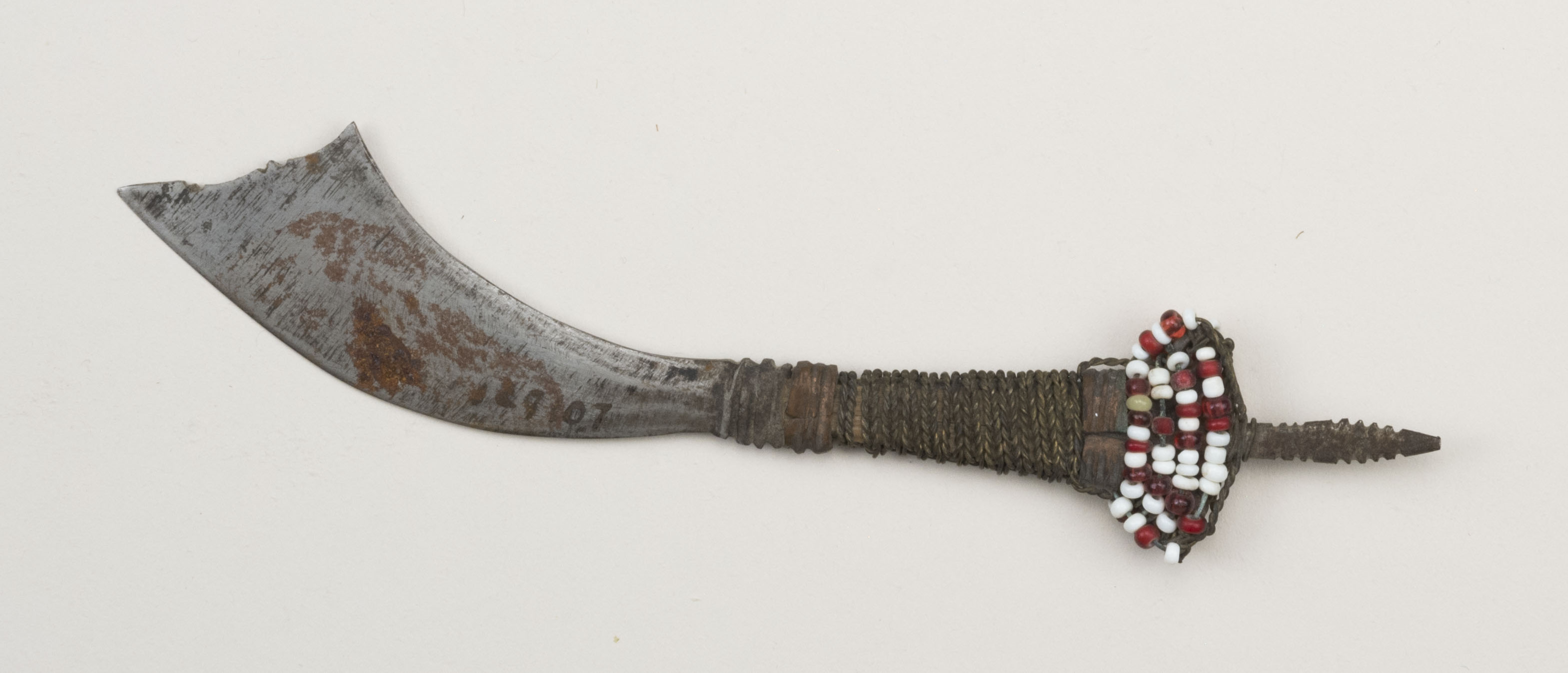 Top view without scale (c) Field Museum of Natural History - CC BY-NC 4.0