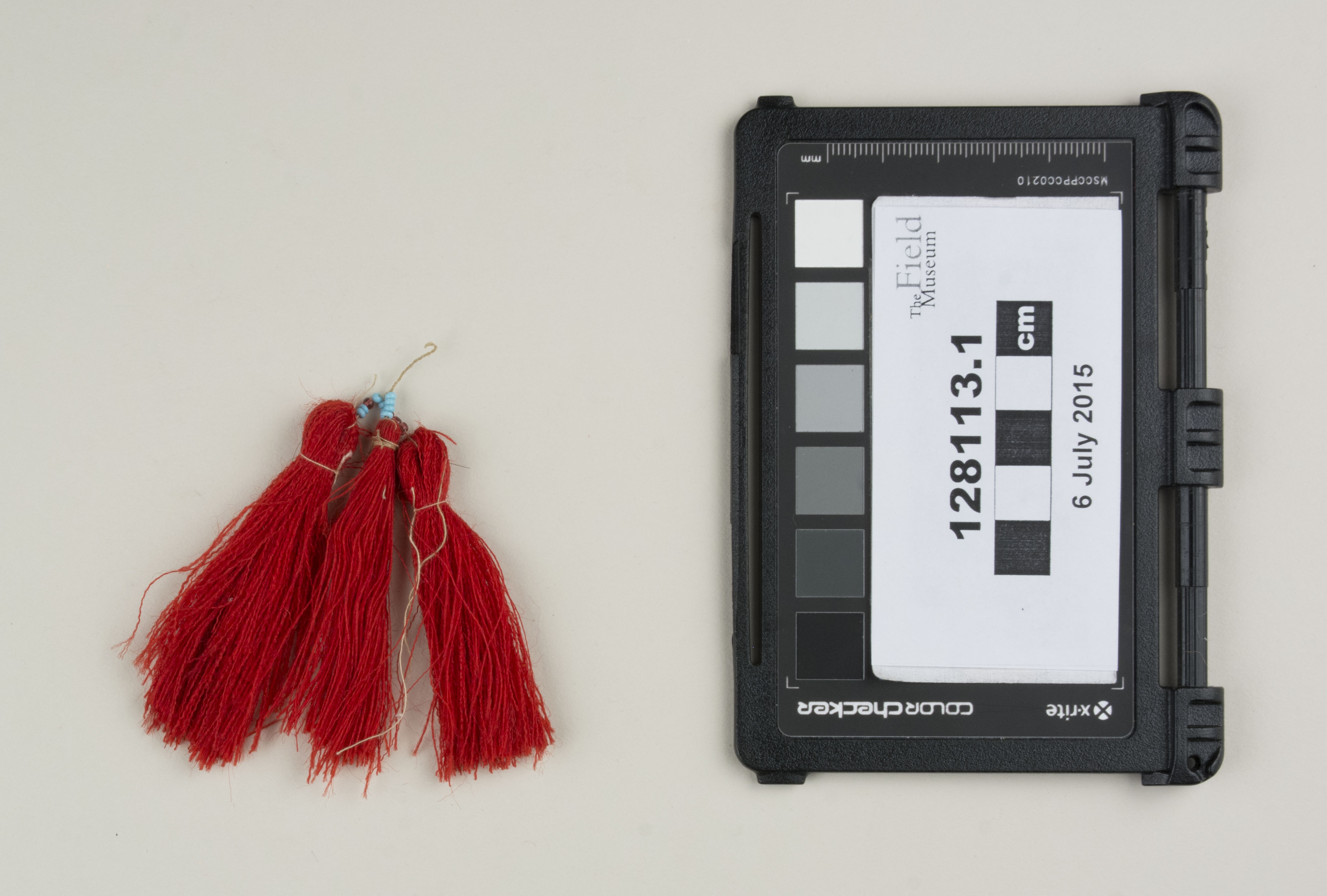 Top view (c) Field Museum of Natural History - CC BY-NC 4.0