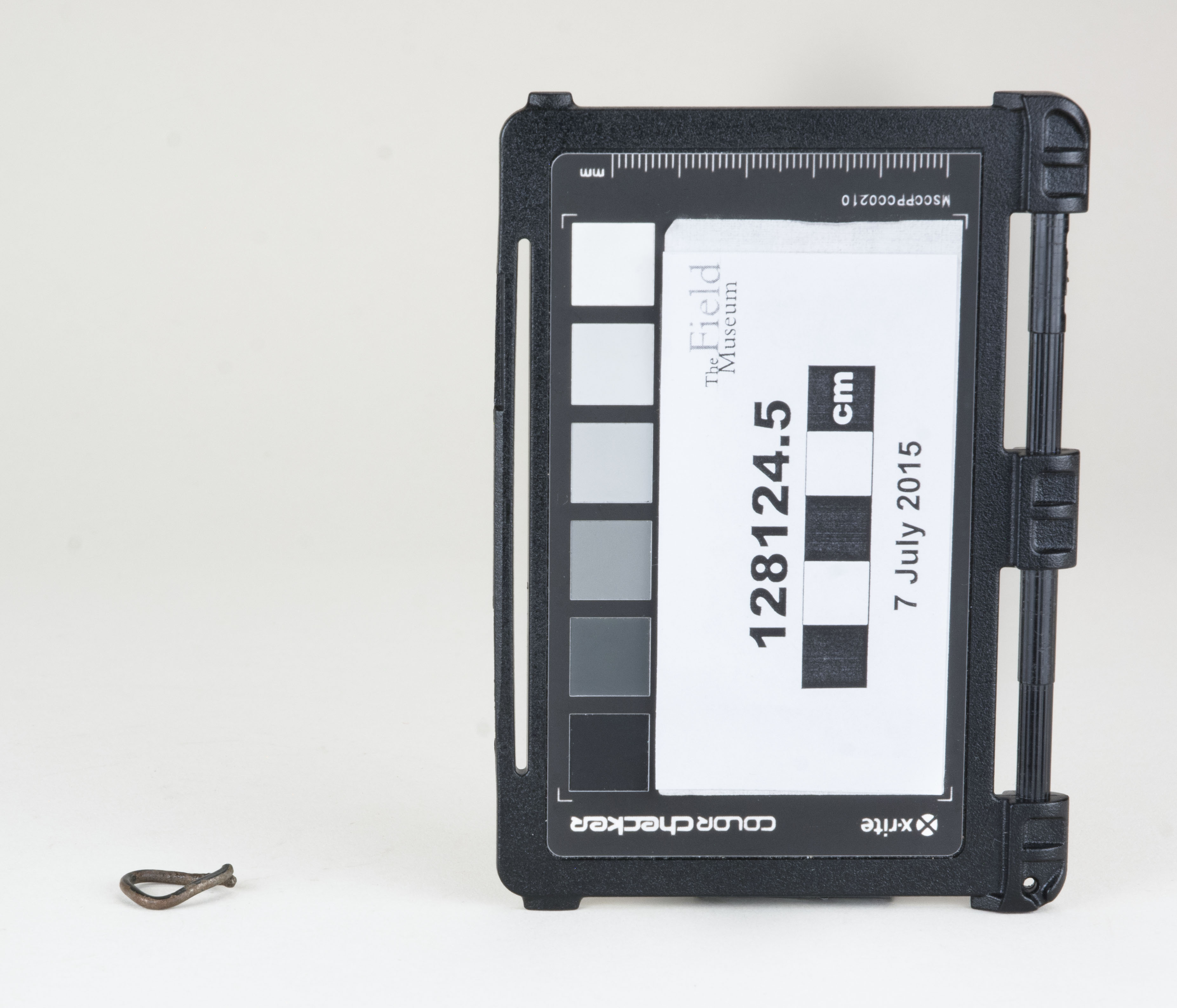 Front view (c) Field Museum of Natural History - CC BY-NC 4.0