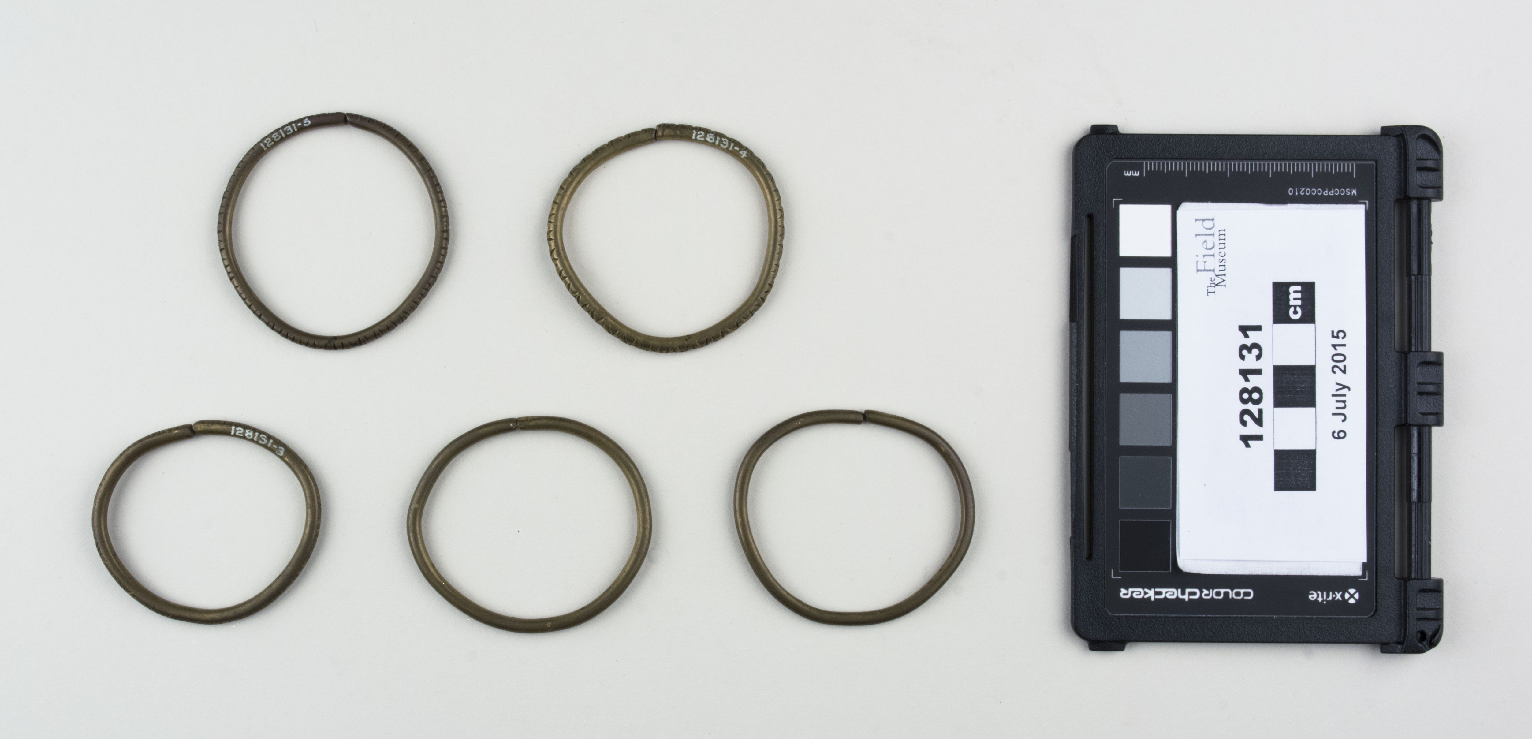 Top view (c) Field Museum of Natural History - CC BY-NC 4.0