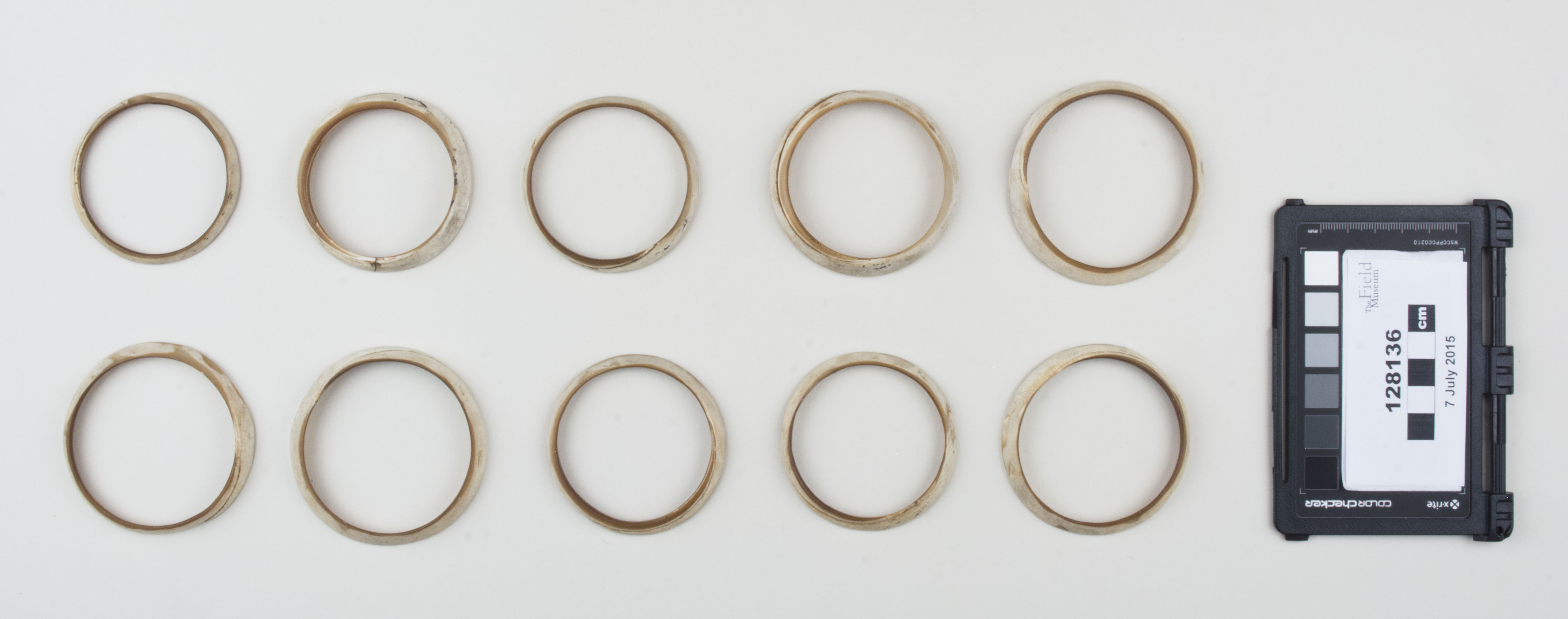 Top view (c) Field Museum of Natural History - CC BY-NC 4.0