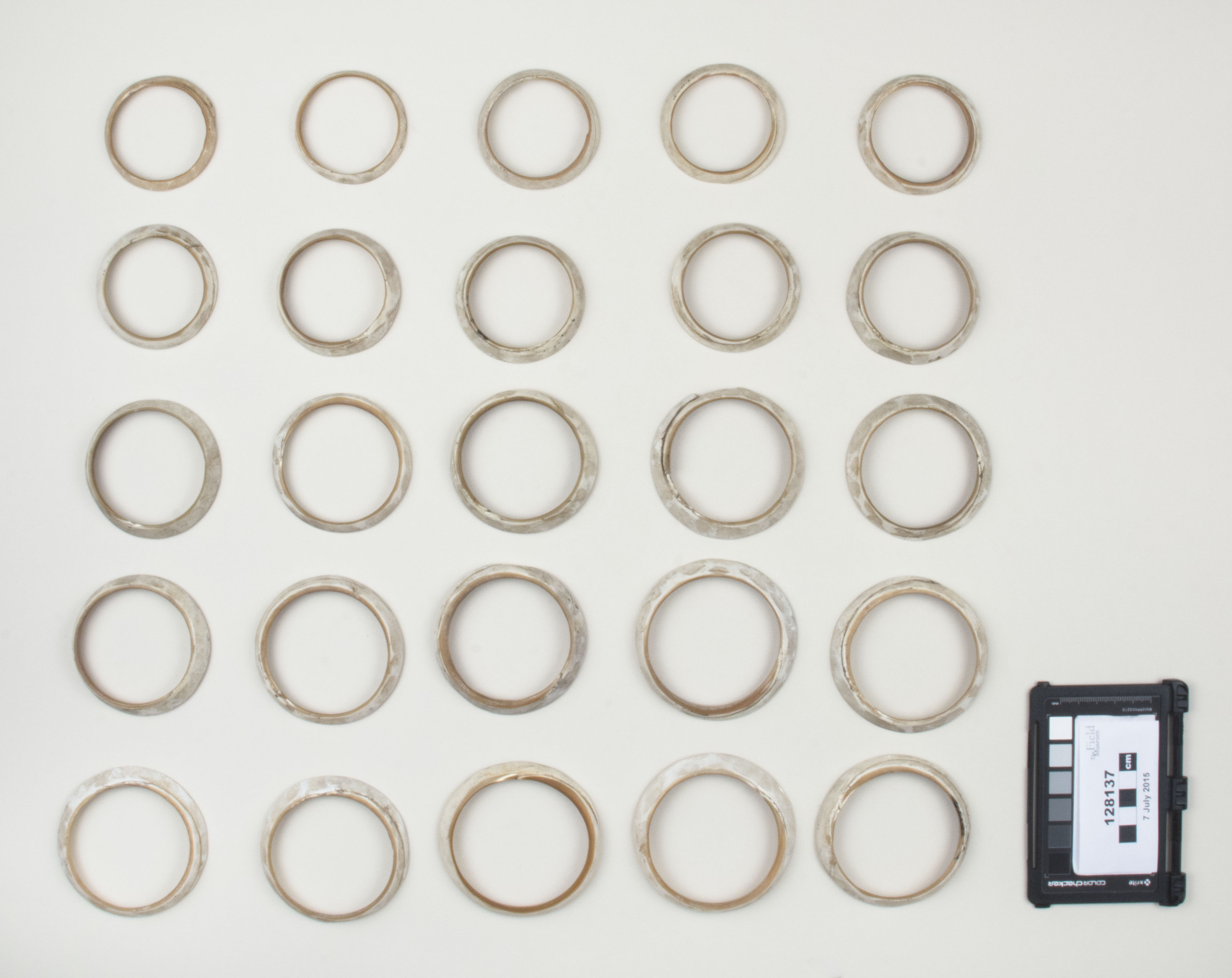 Top view (c) Field Museum of Natural History - CC BY-NC 4.0