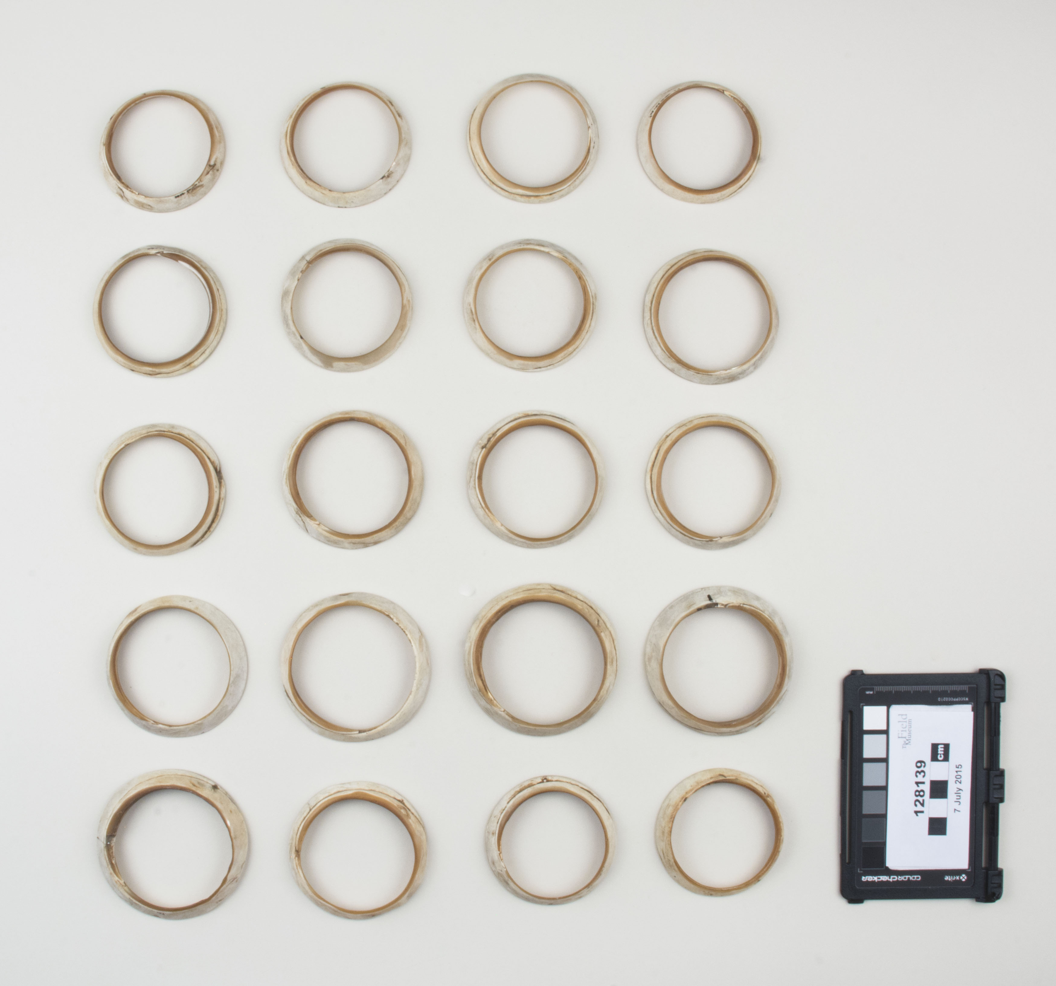 Top view (c) Field Museum of Natural History - CC BY-NC 4.0