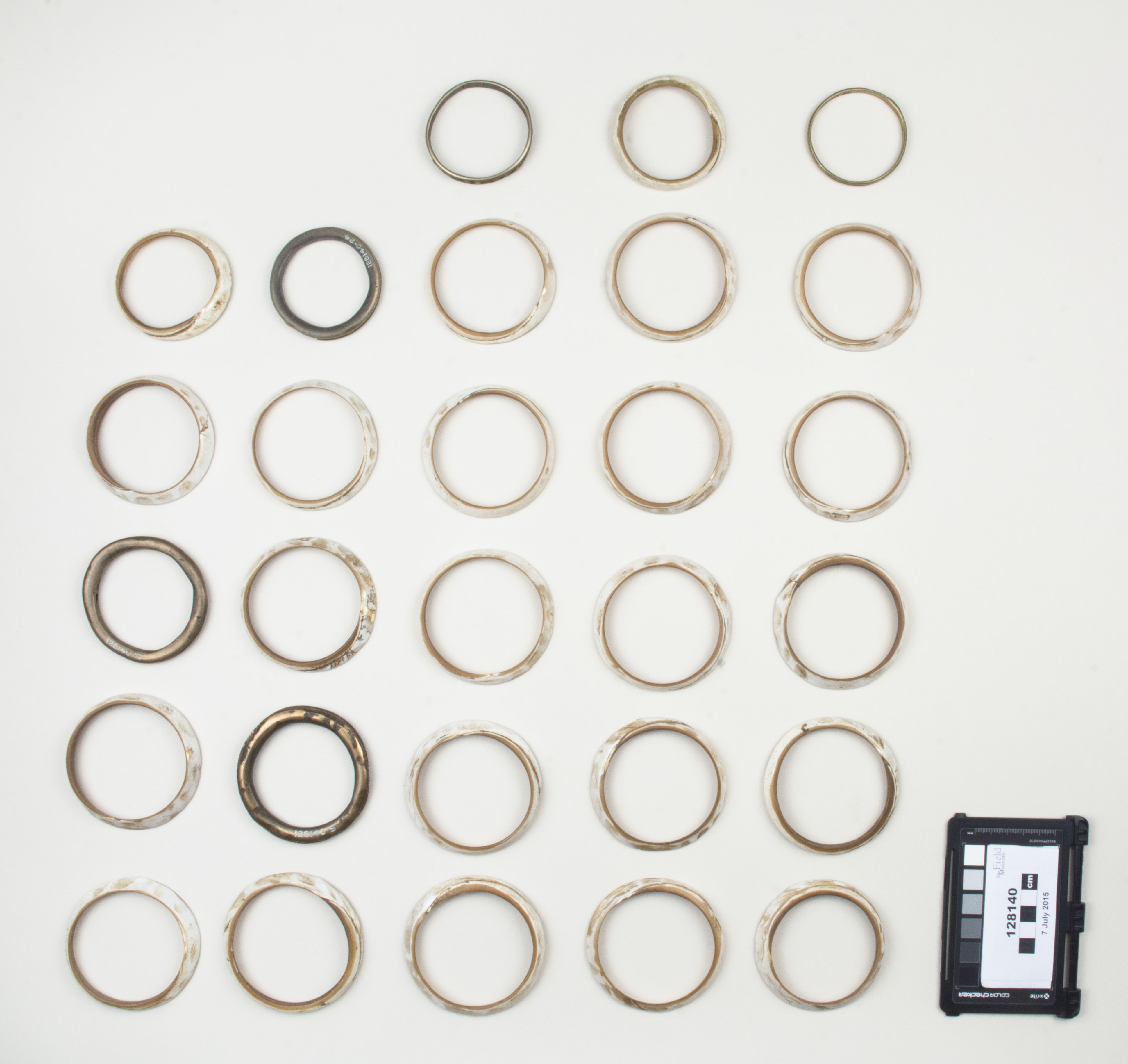 Top view (c) Field Museum of Natural History - CC BY-NC 4.0