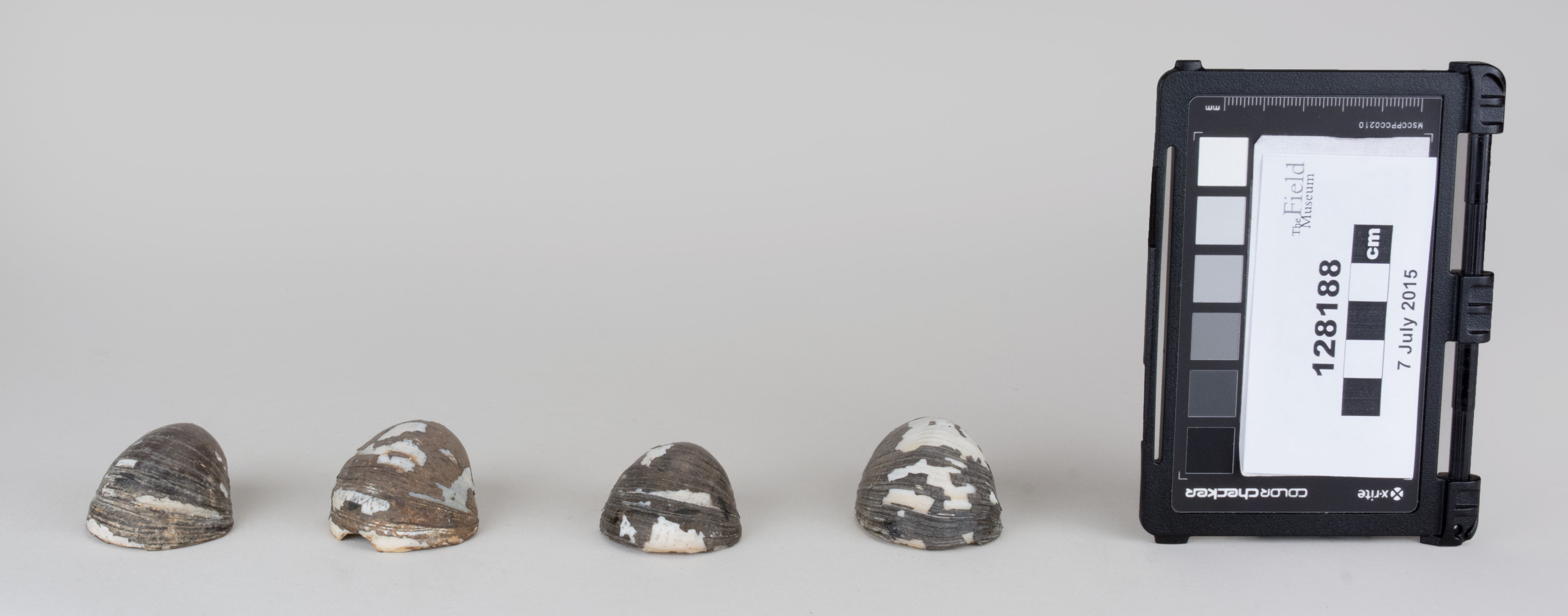 Top view (c) Field Museum of Natural History - CC BY-NC 4.0