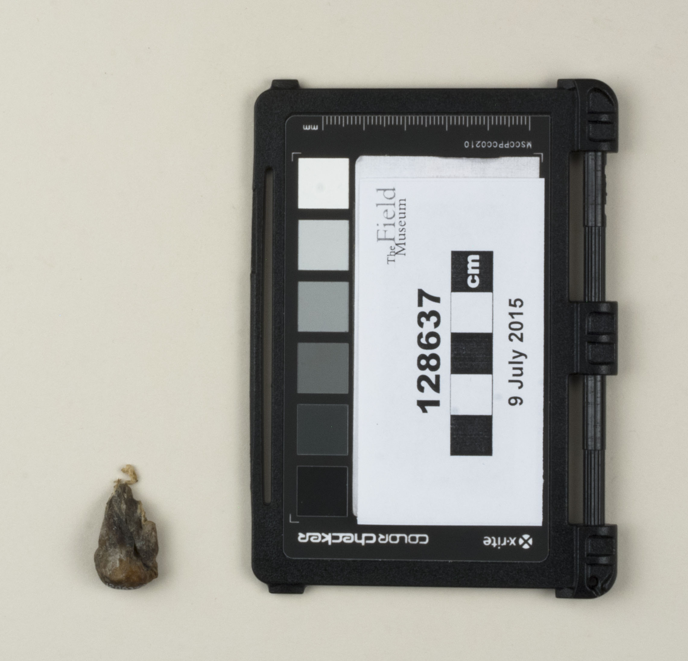 Top view (c) Field Museum of Natural History - CC BY-NC 4.0