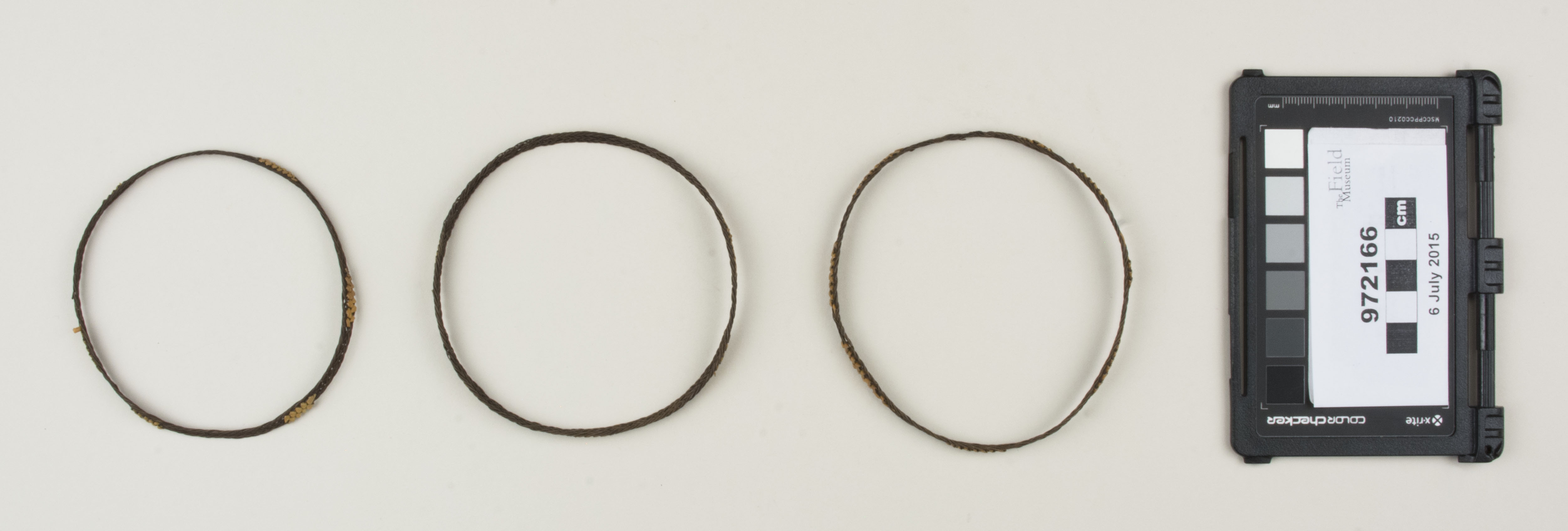 Top view (c) Field Museum of Natural History - CC BY-NC 4.0