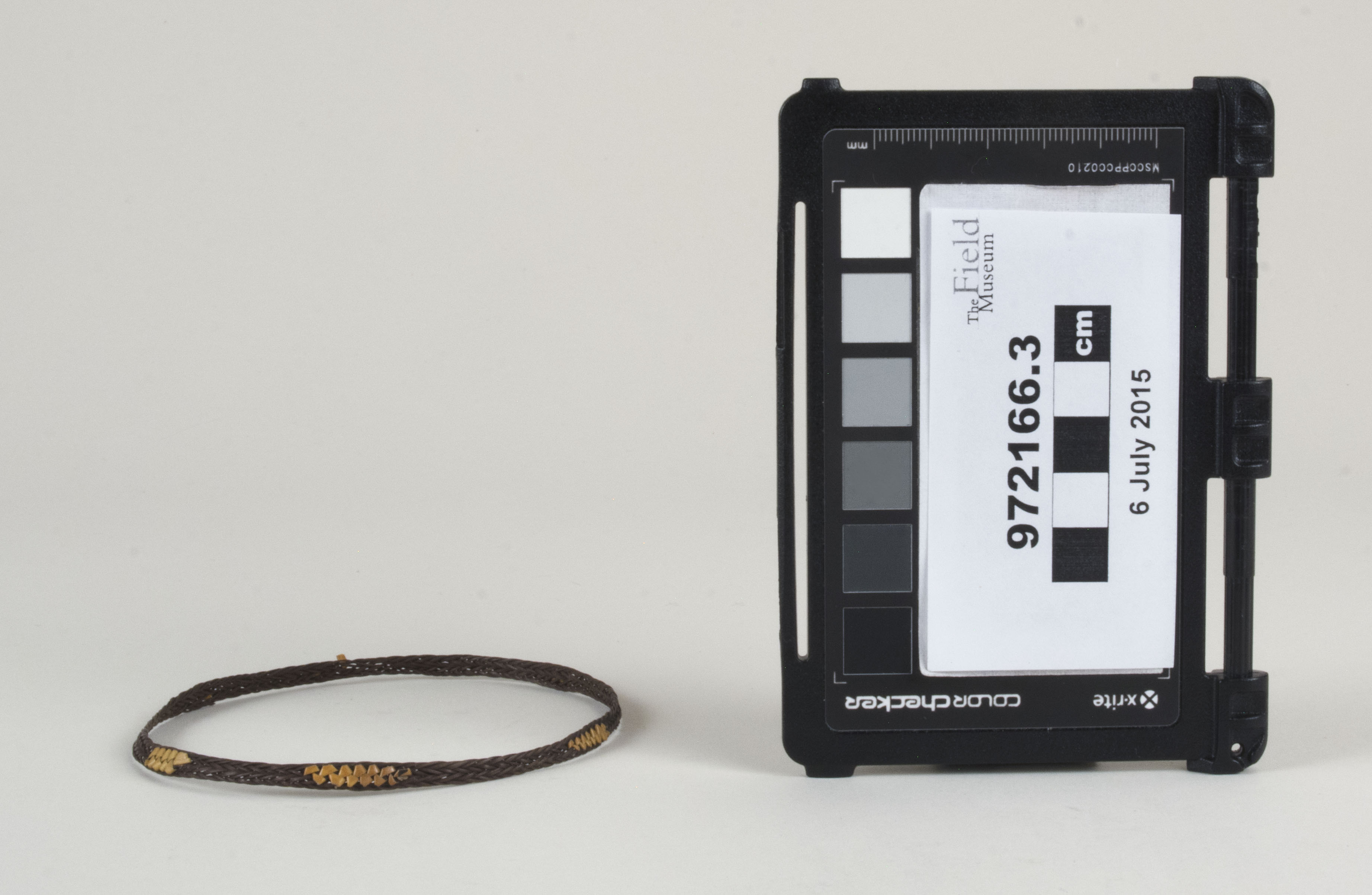 Front view (c) Field Museum of Natural History - CC BY-NC 4.0