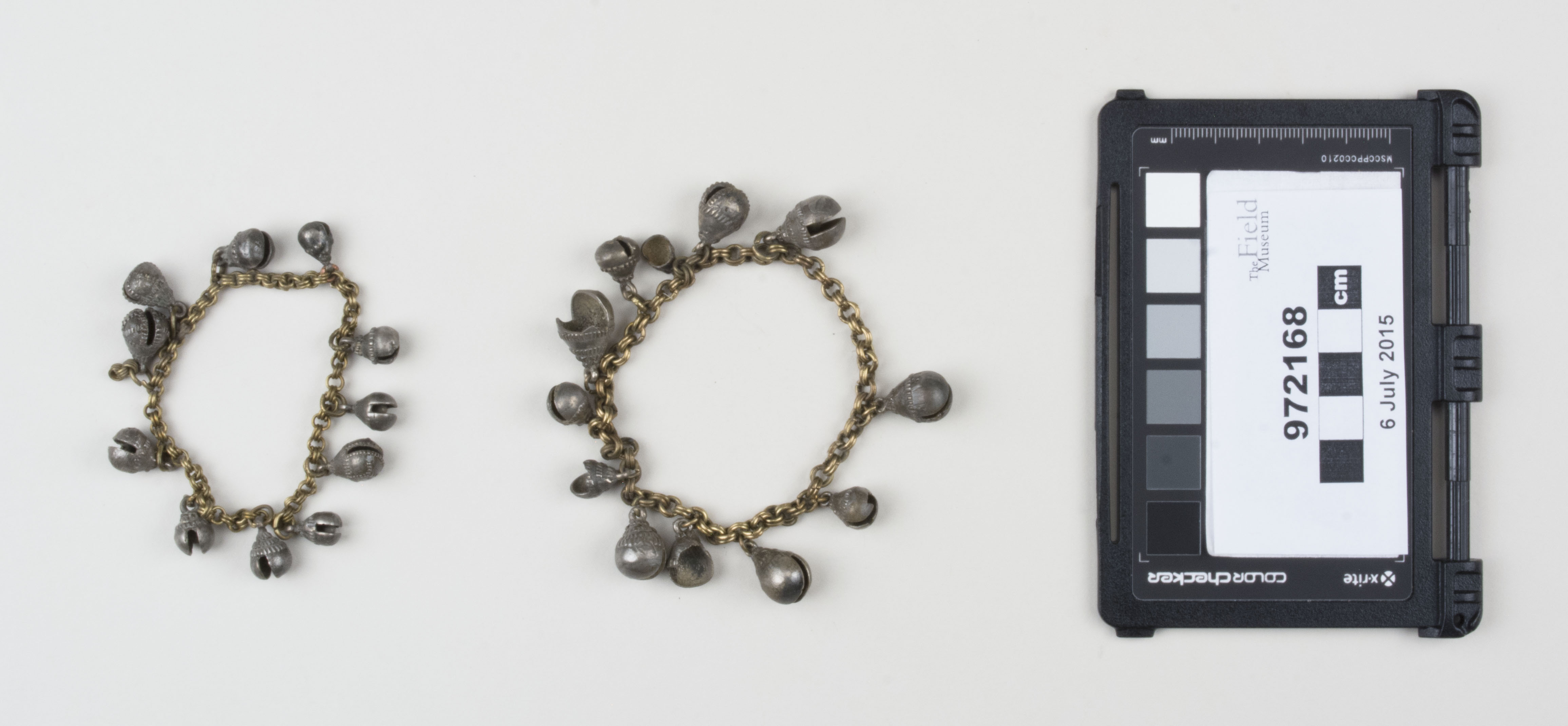 Top view (c) Field Museum of Natural History - CC BY-NC 4.0