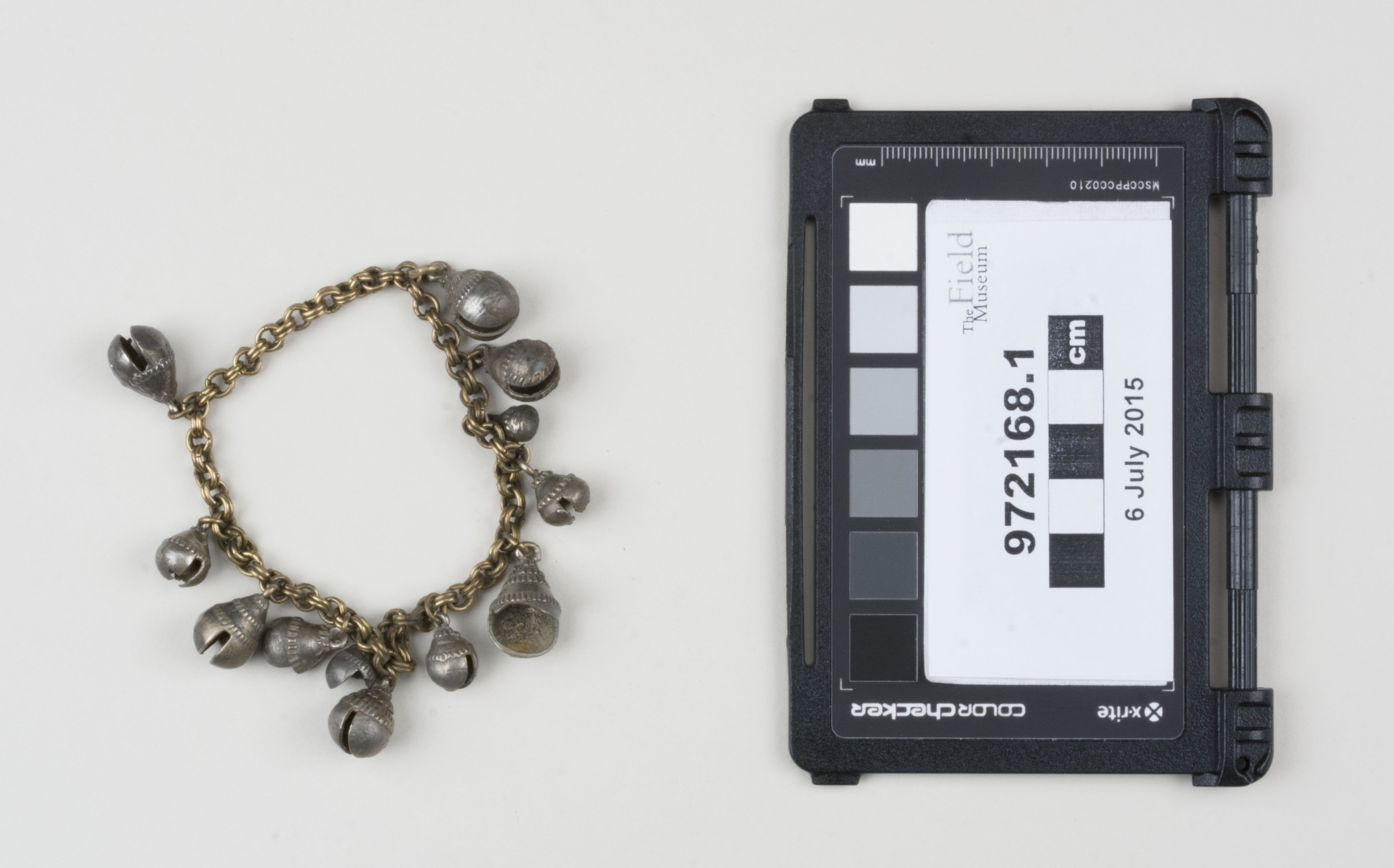 Top view (c) Field Museum of Natural History - CC BY-NC 4.0