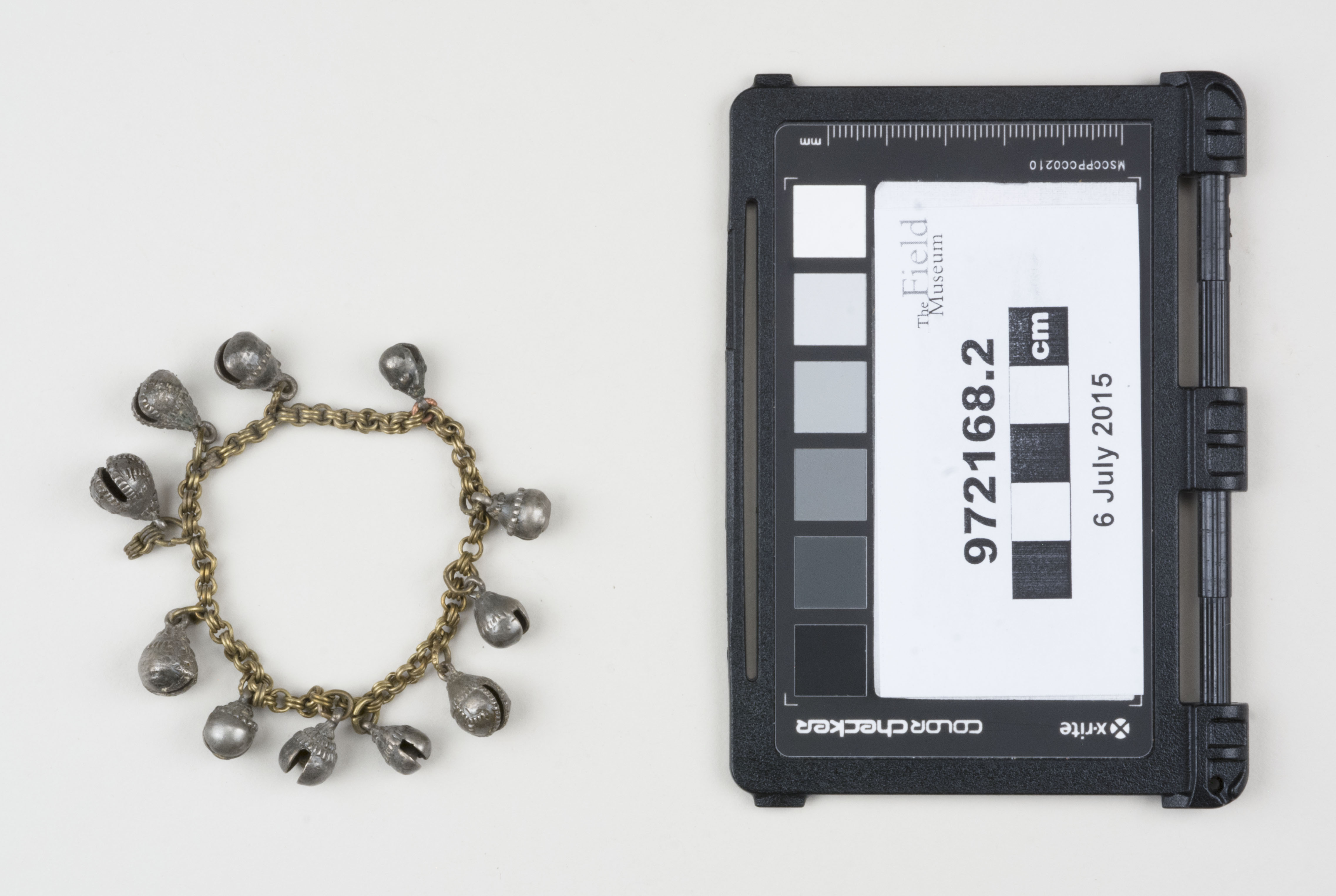 Top view (c) Field Museum of Natural History - CC BY-NC 4.0