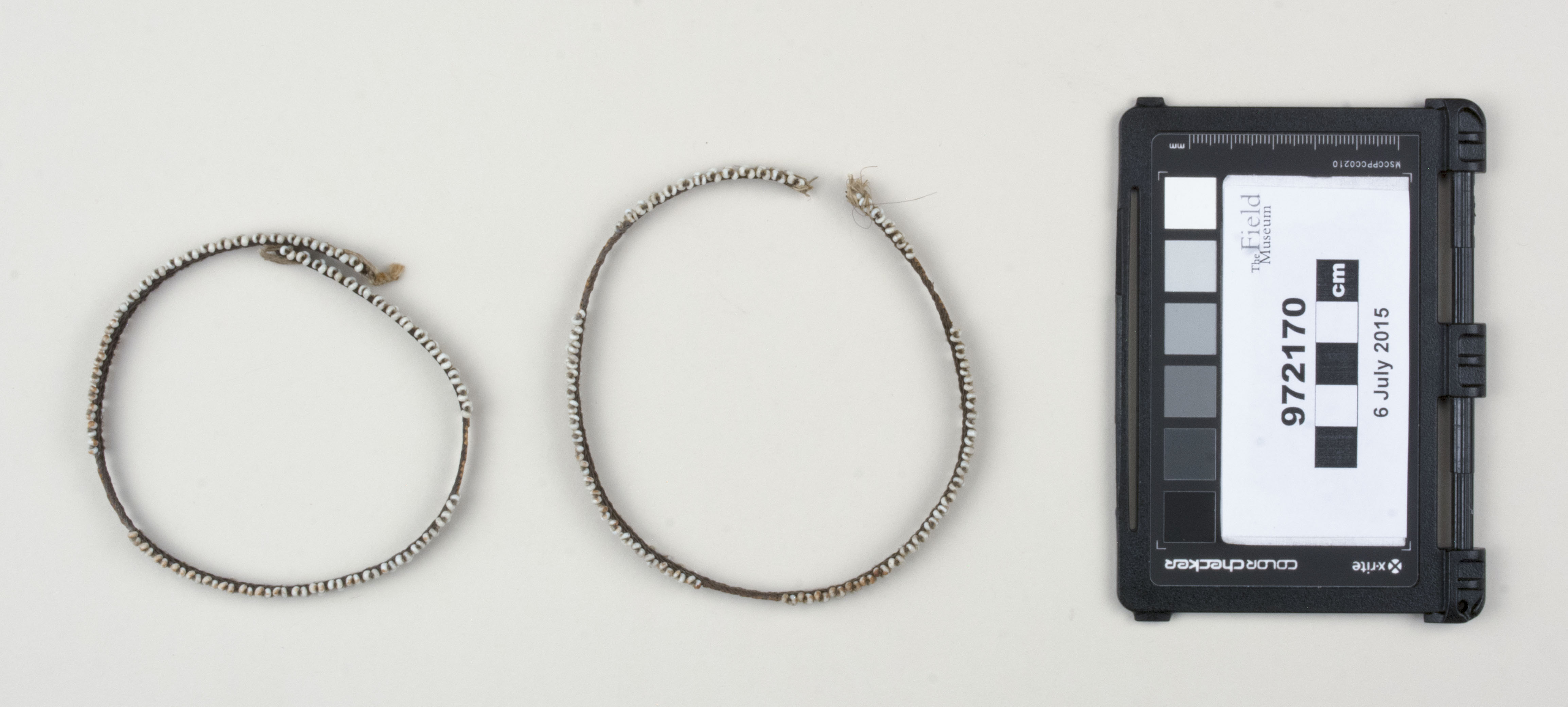 Top view (c) Field Museum of Natural History - CC BY-NC 4.0