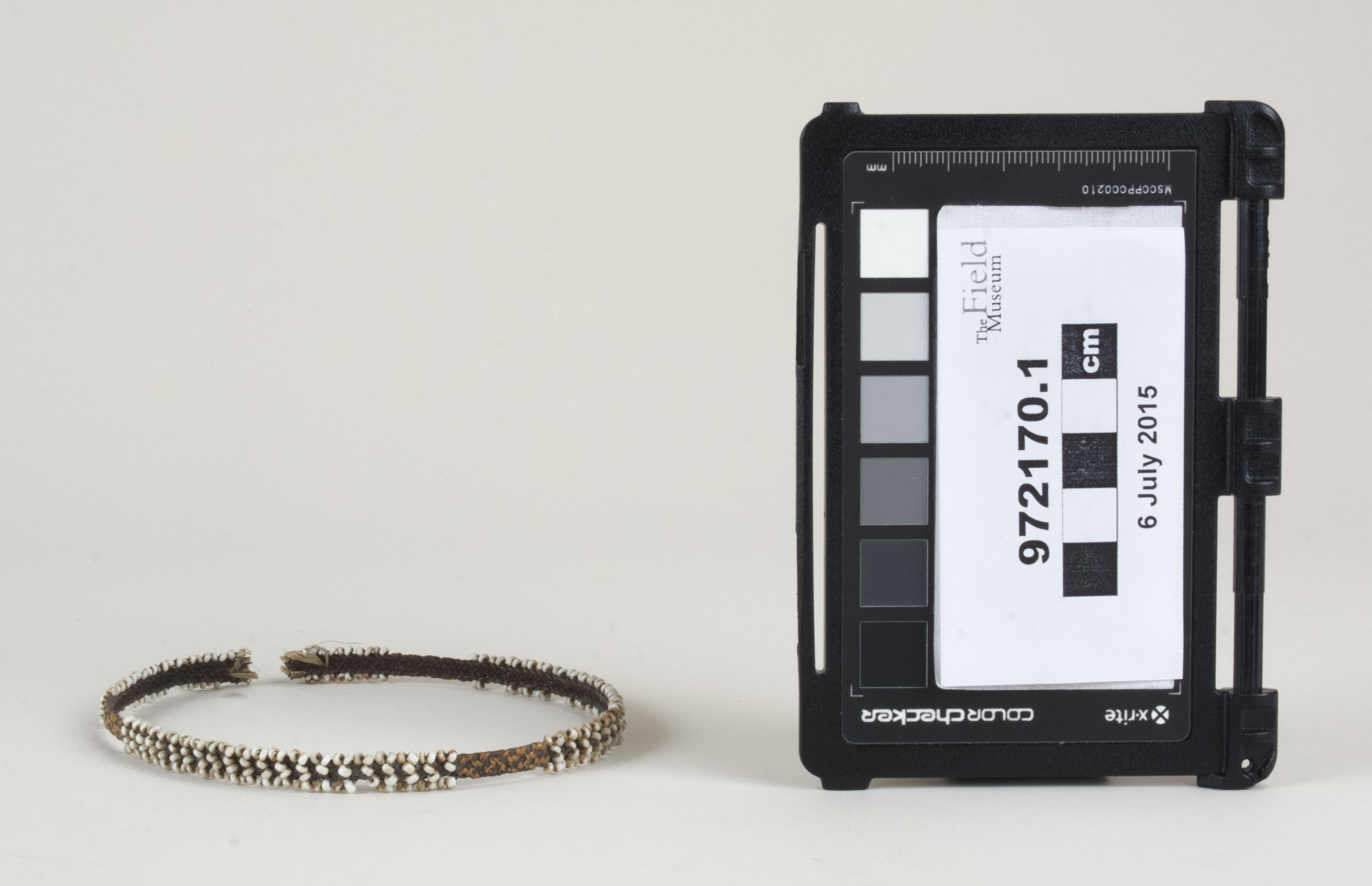 Front view (c) Field Museum of Natural History - CC BY-NC 4.0