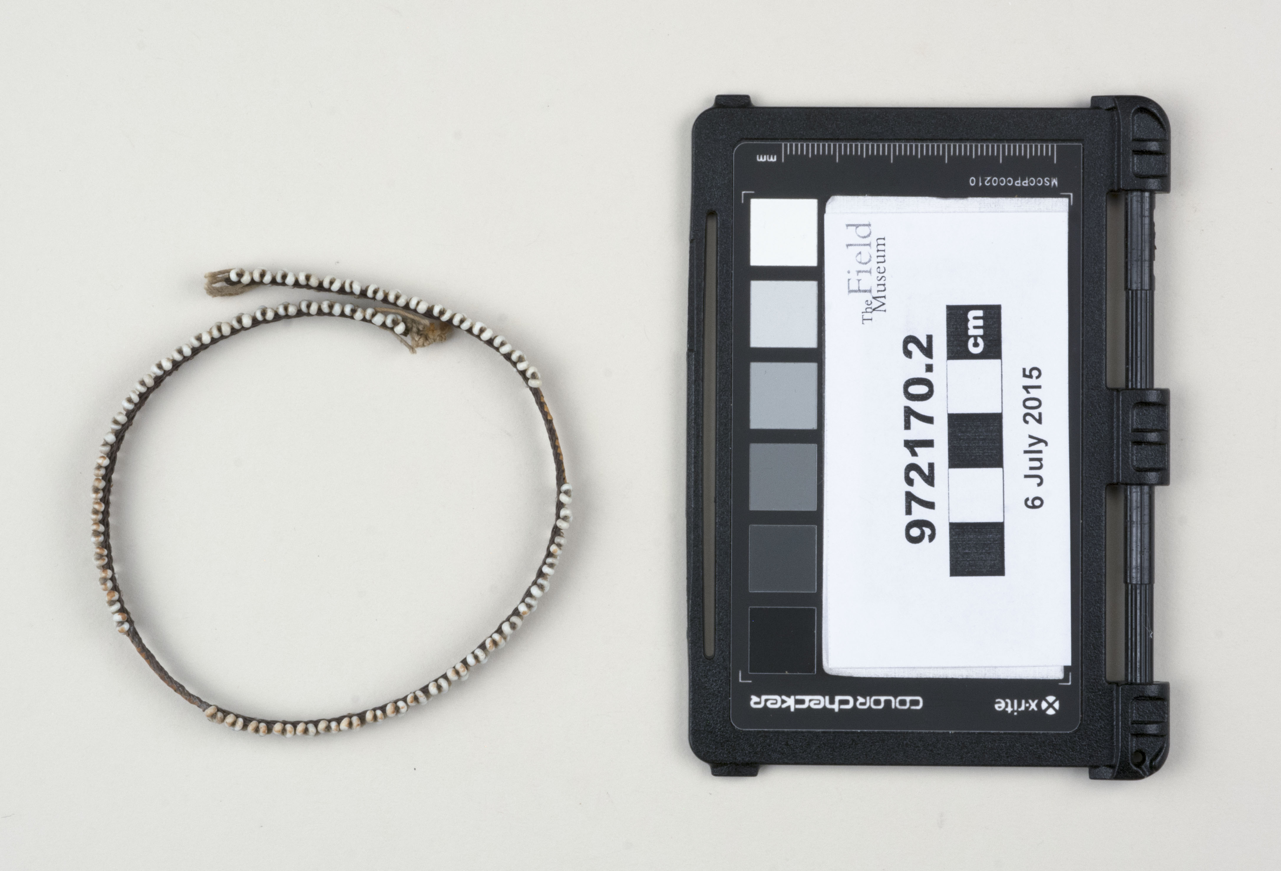 Top view (c) Field Museum of Natural History - CC BY-NC 4.0