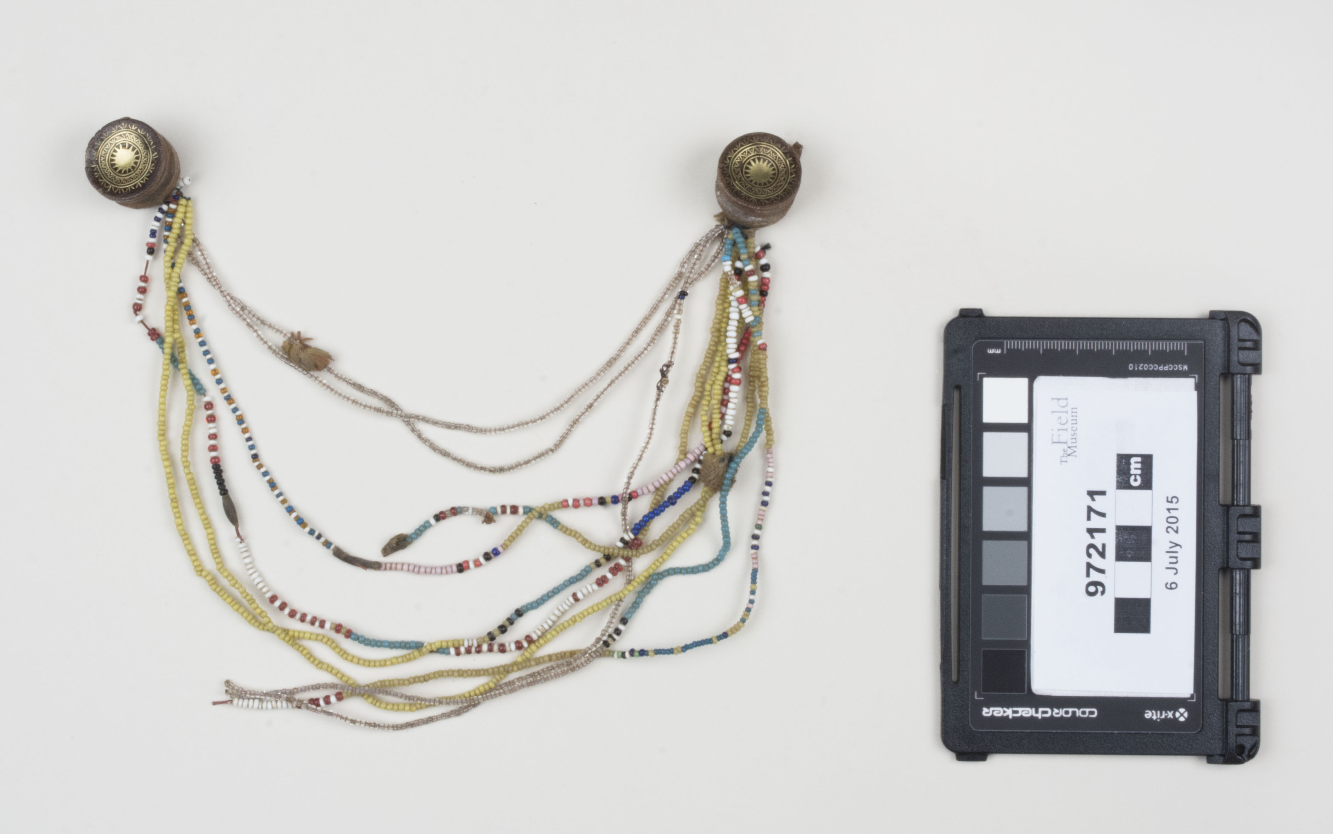 Top view (c) Field Museum of Natural History - CC BY-NC 4.0