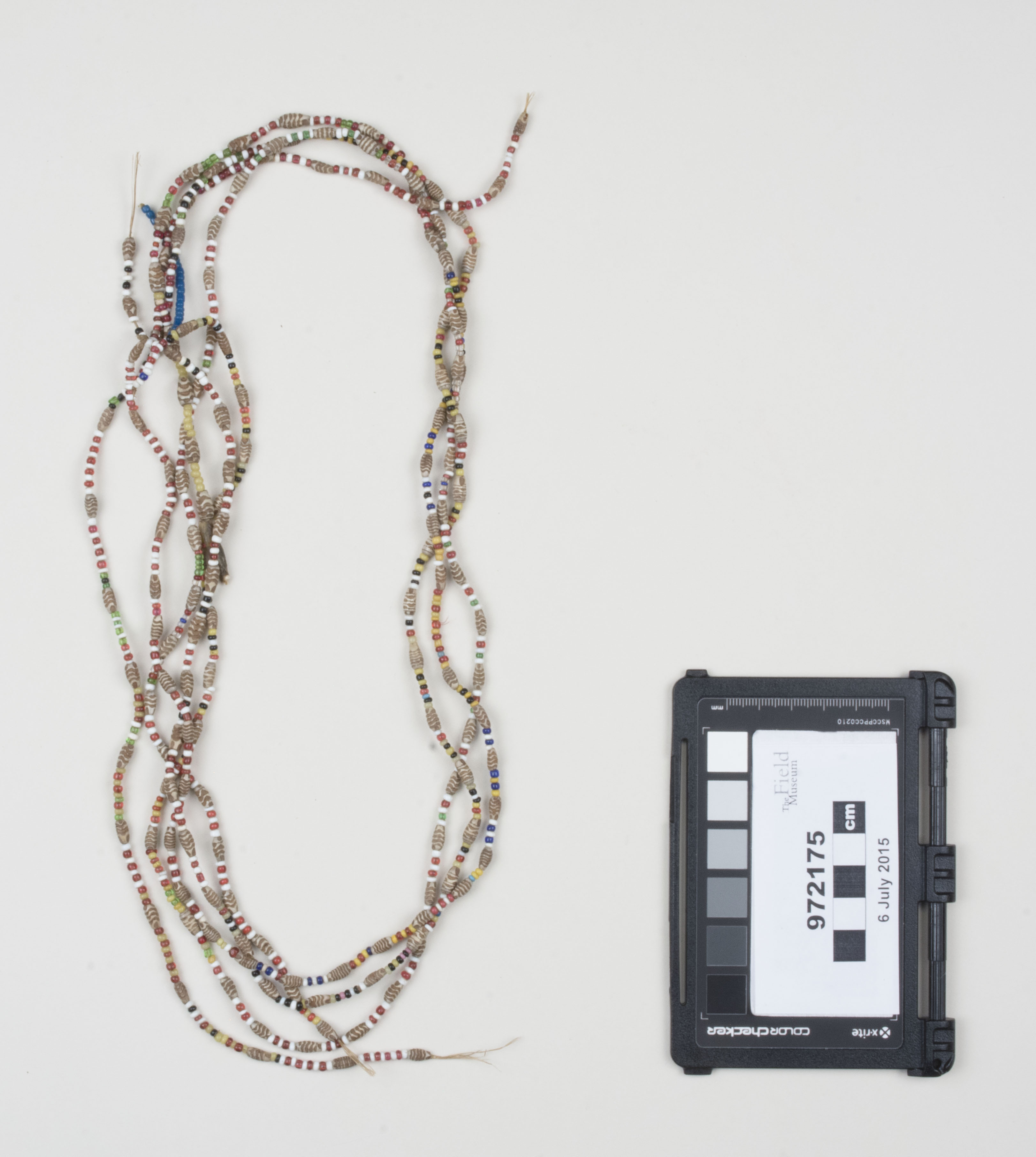 Top view (c) Field Museum of Natural History - CC BY-NC 4.0