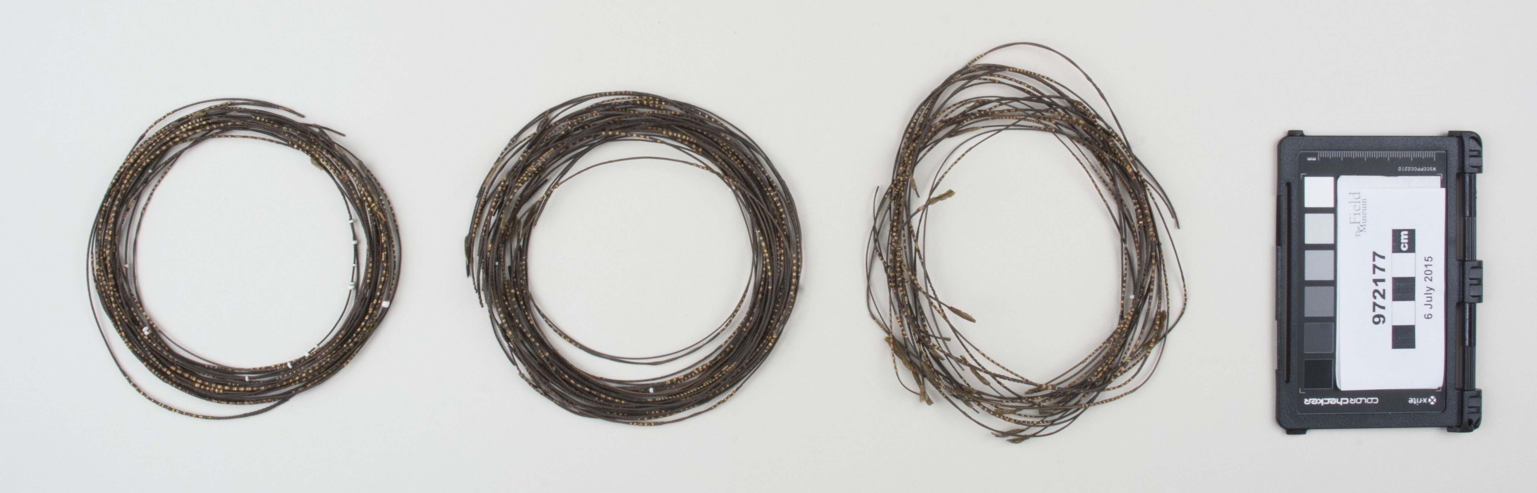 Top view (c) Field Museum of Natural History - CC BY-NC 4.0